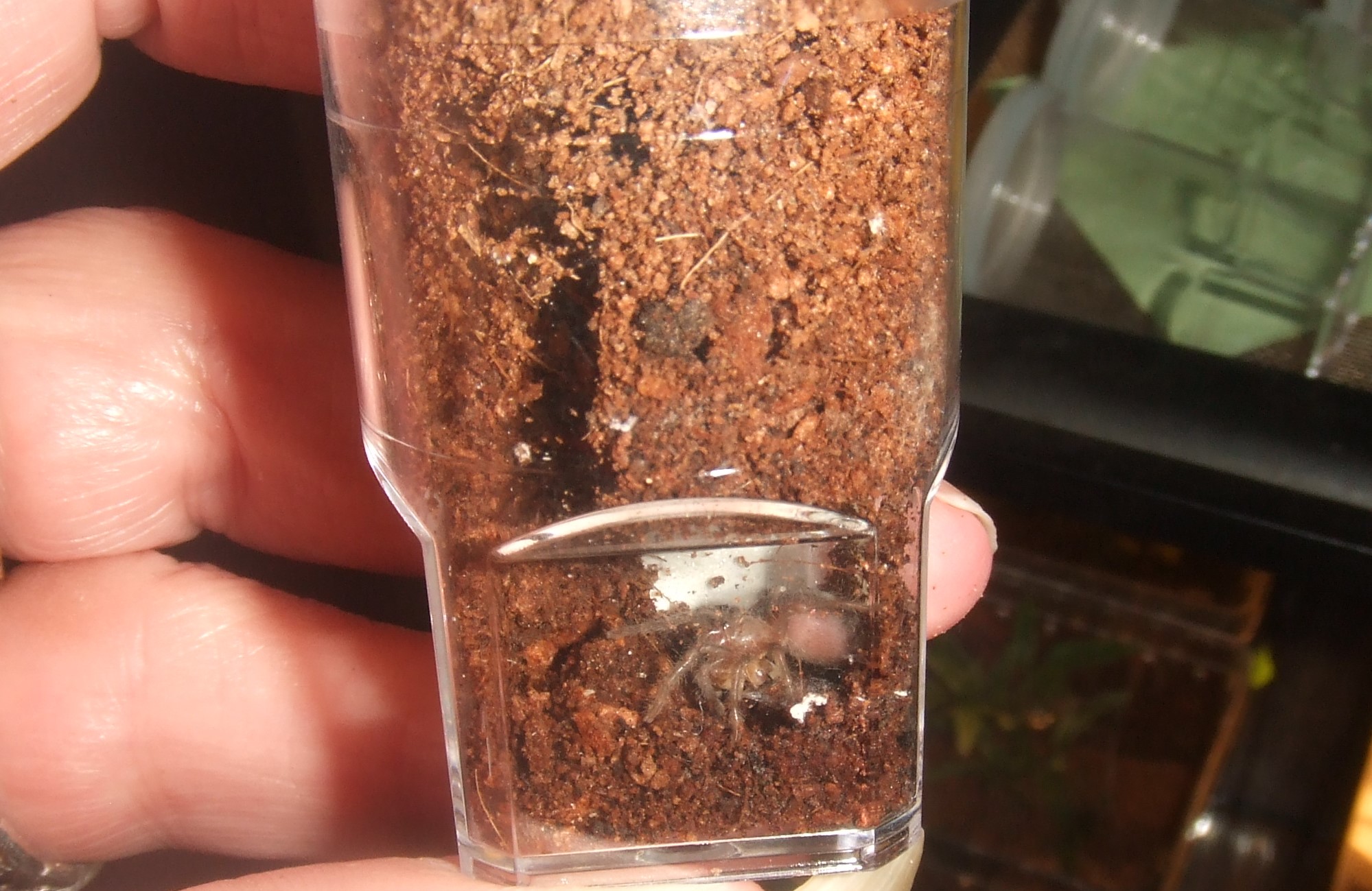 Brachypelma albopilosum Nicaragua - Nicarao