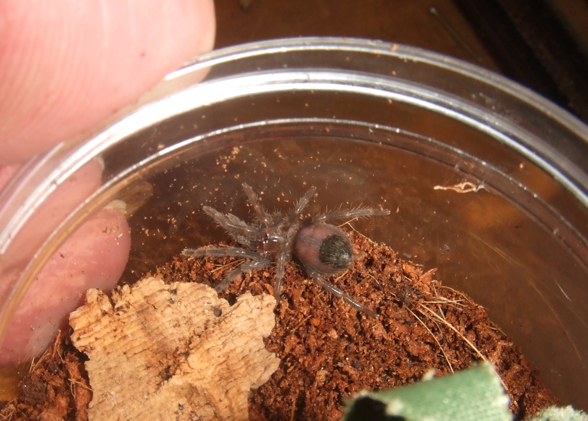 Brachypelma albopilosum Nicaragua - Nicarao