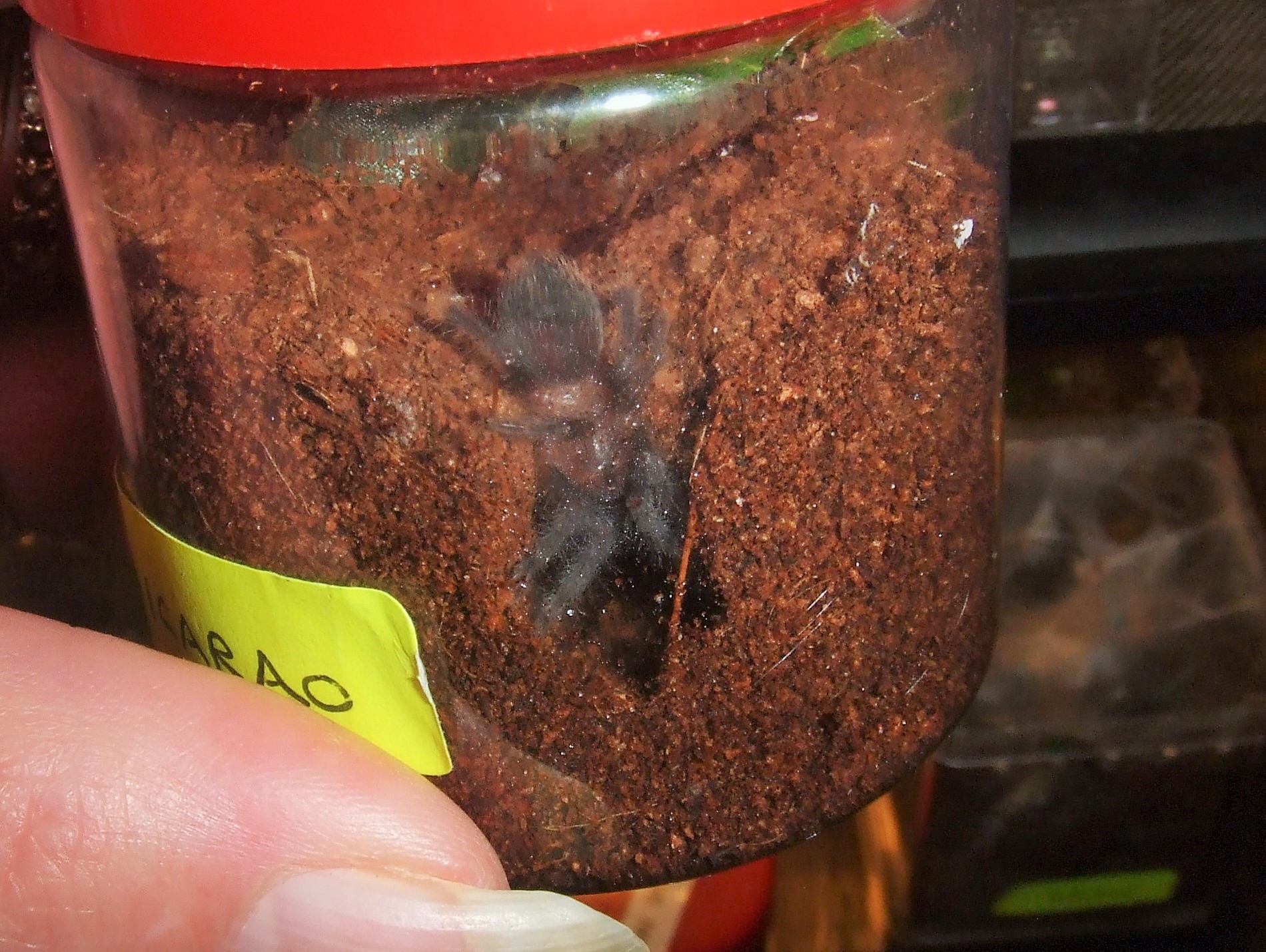 Brachypelma albopilosum Nicaragua - Nicarao