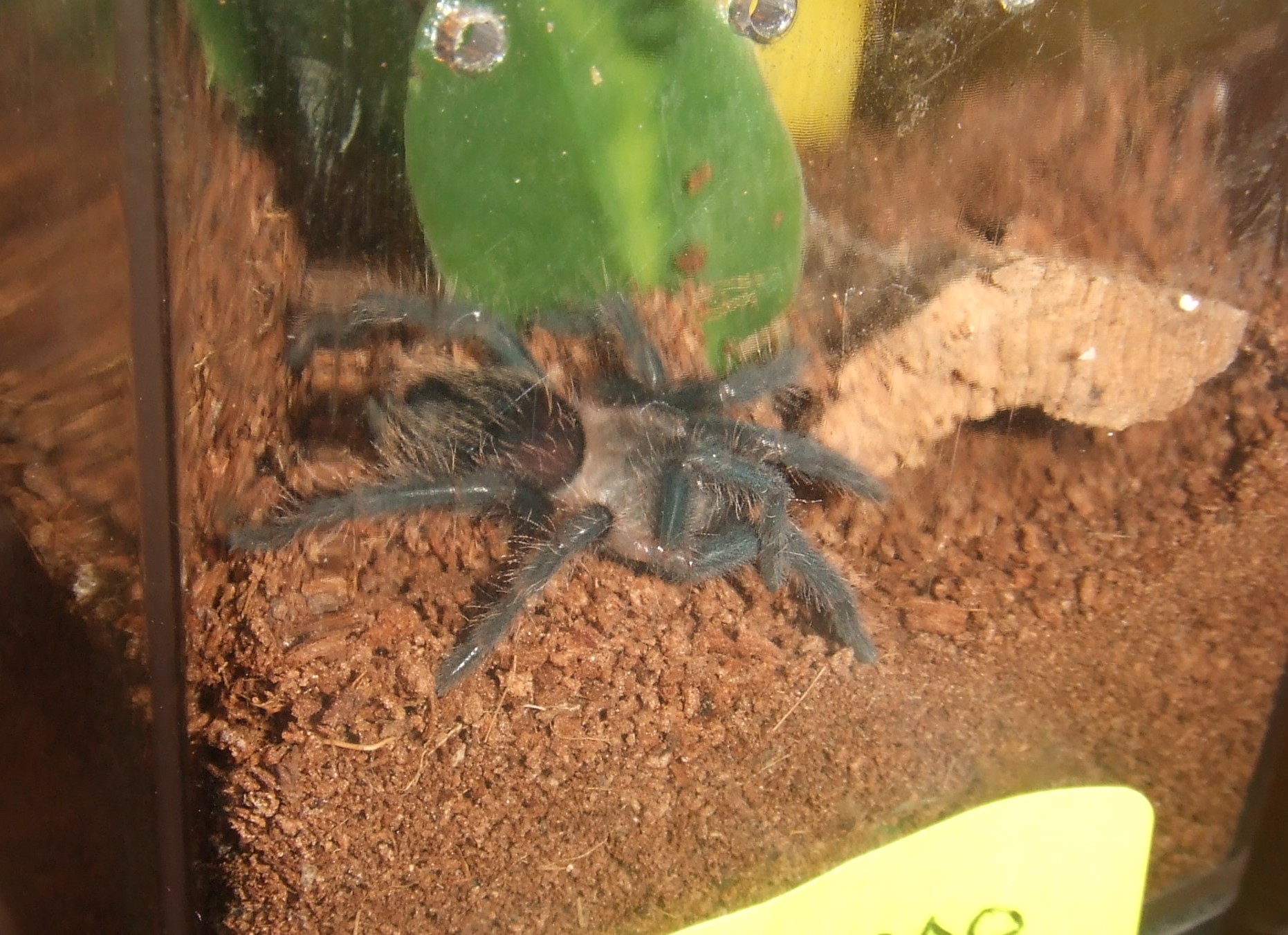 Brachypelma albopilosum Nicaragua - Nicarao