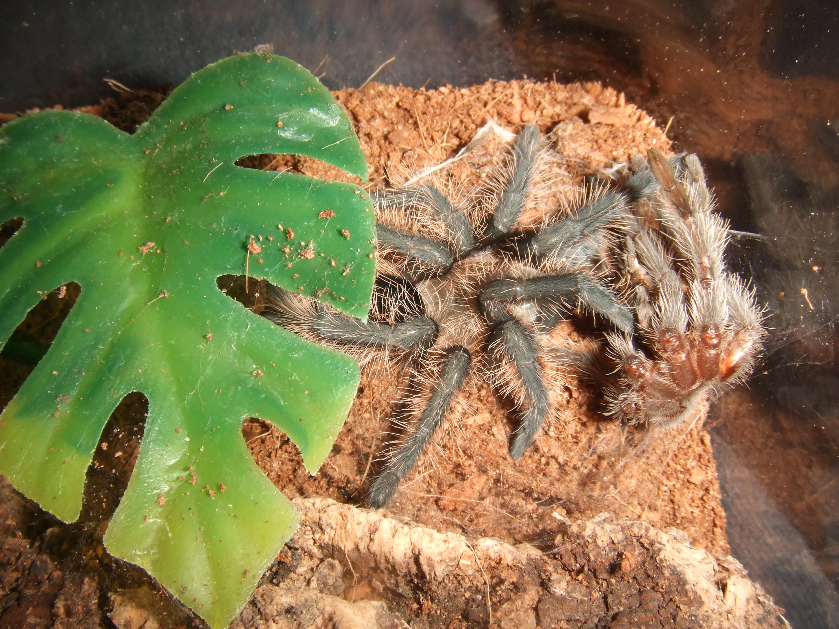 Brachypelma albopilosum Nicaragua - Nicarao