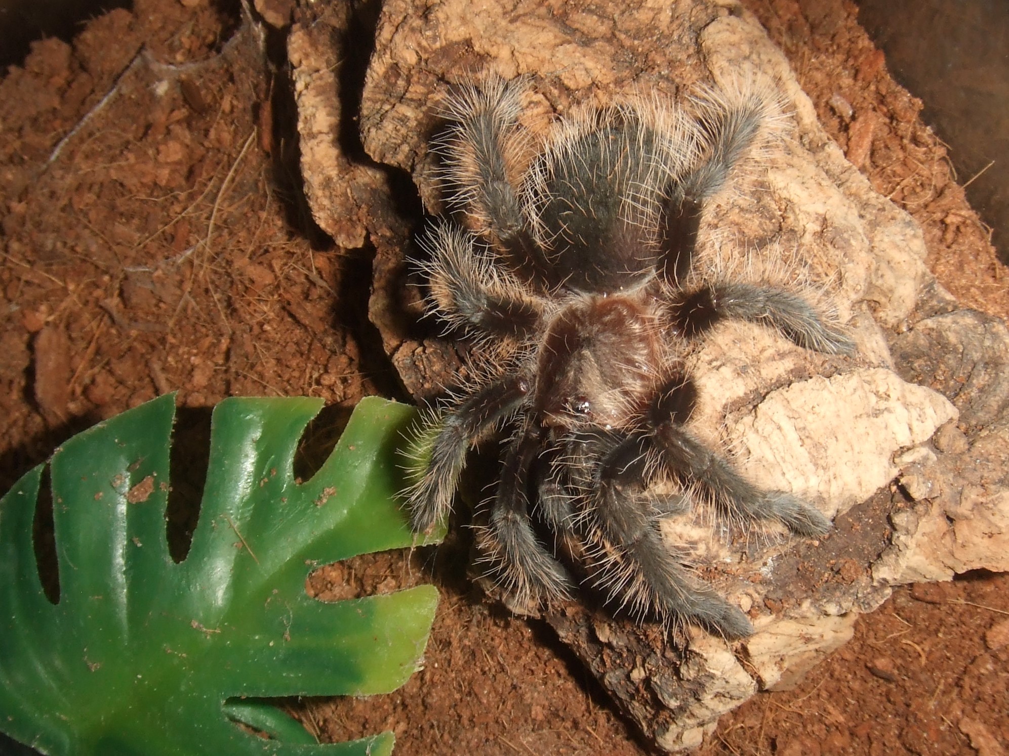 Brachypelma albopilosum Nicaragua - Nicarao