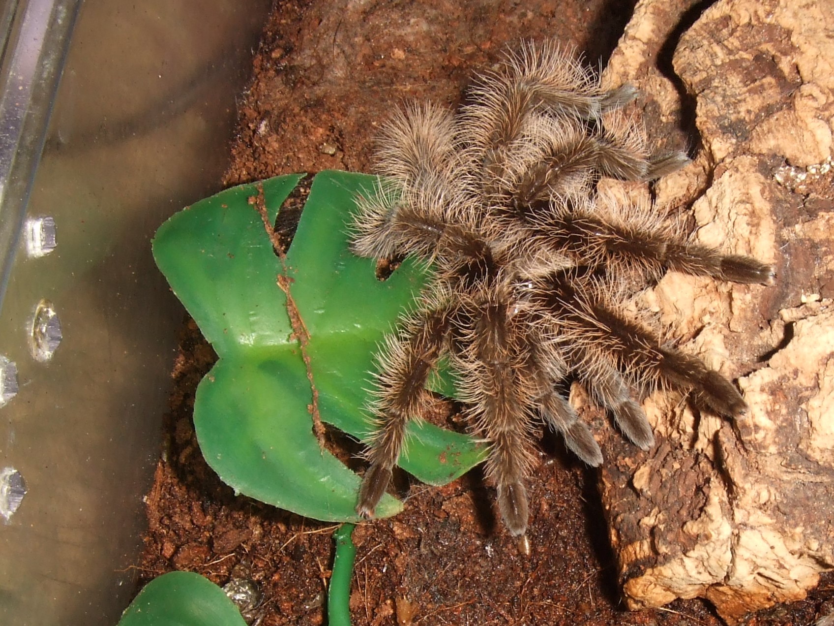 Brachypelma albopilosum Nicaragua - Nicarao