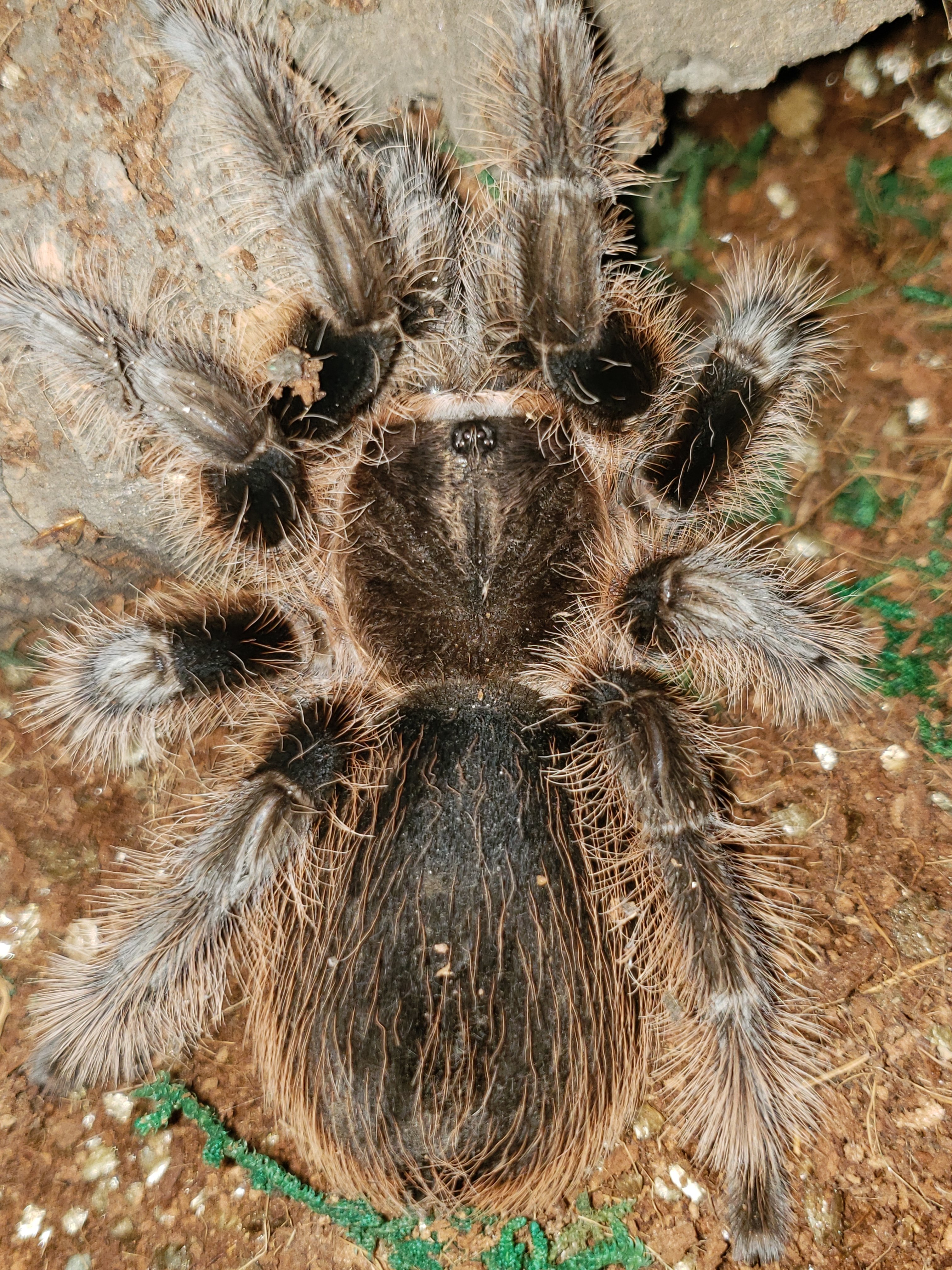 Brachypelma albopilosum