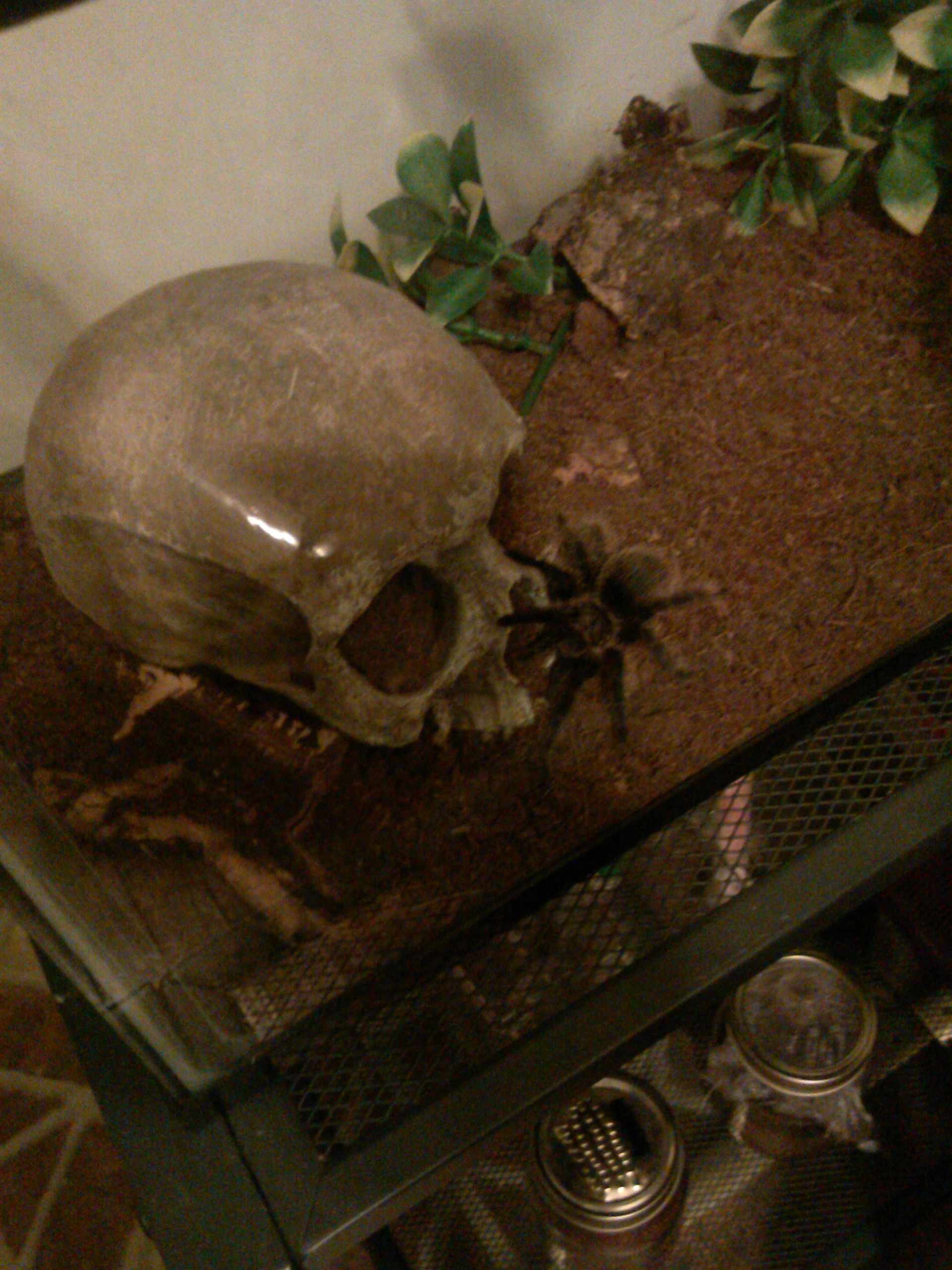 brachypelma albopilosum