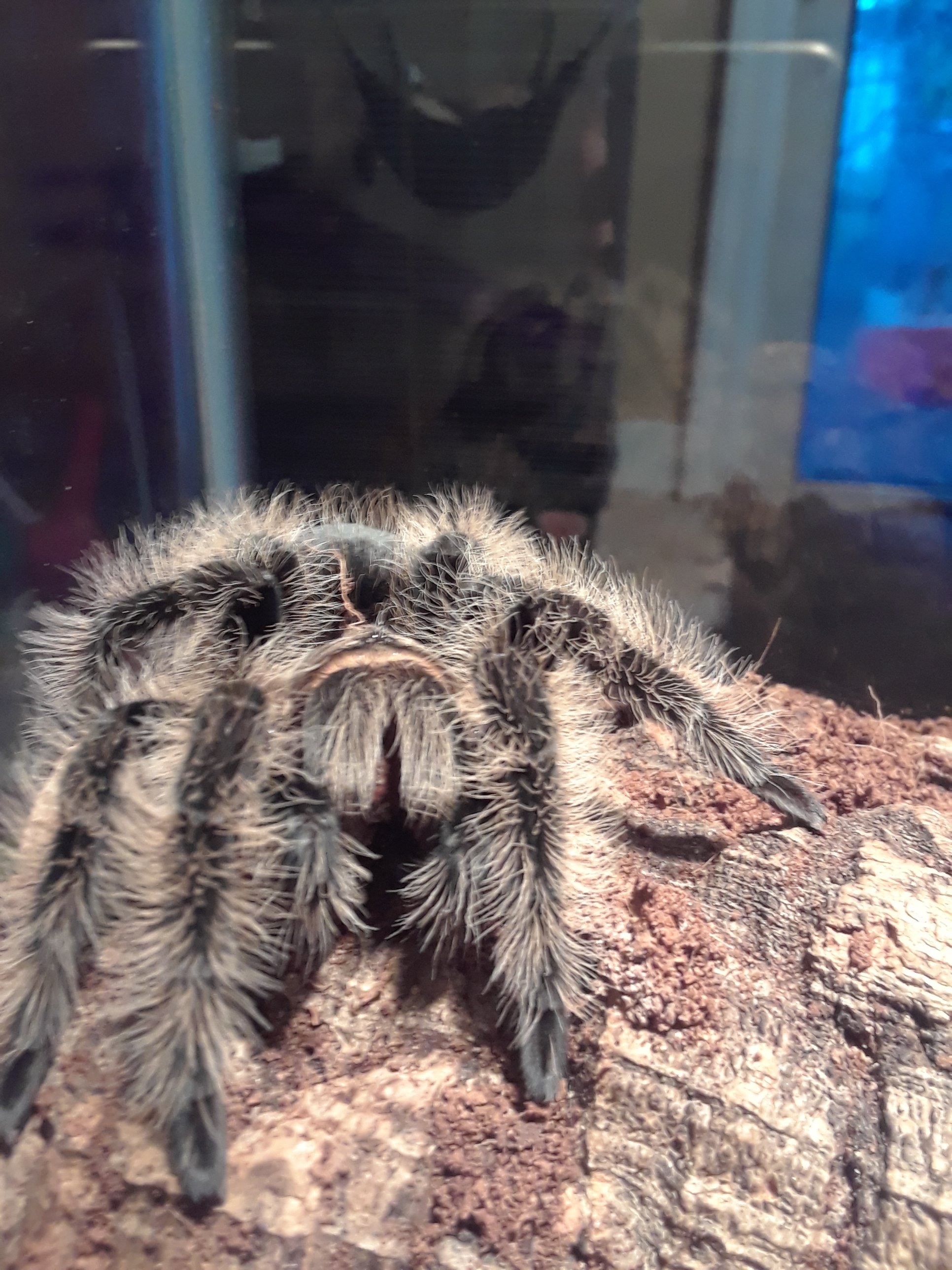 Brachypelma albopilosum
