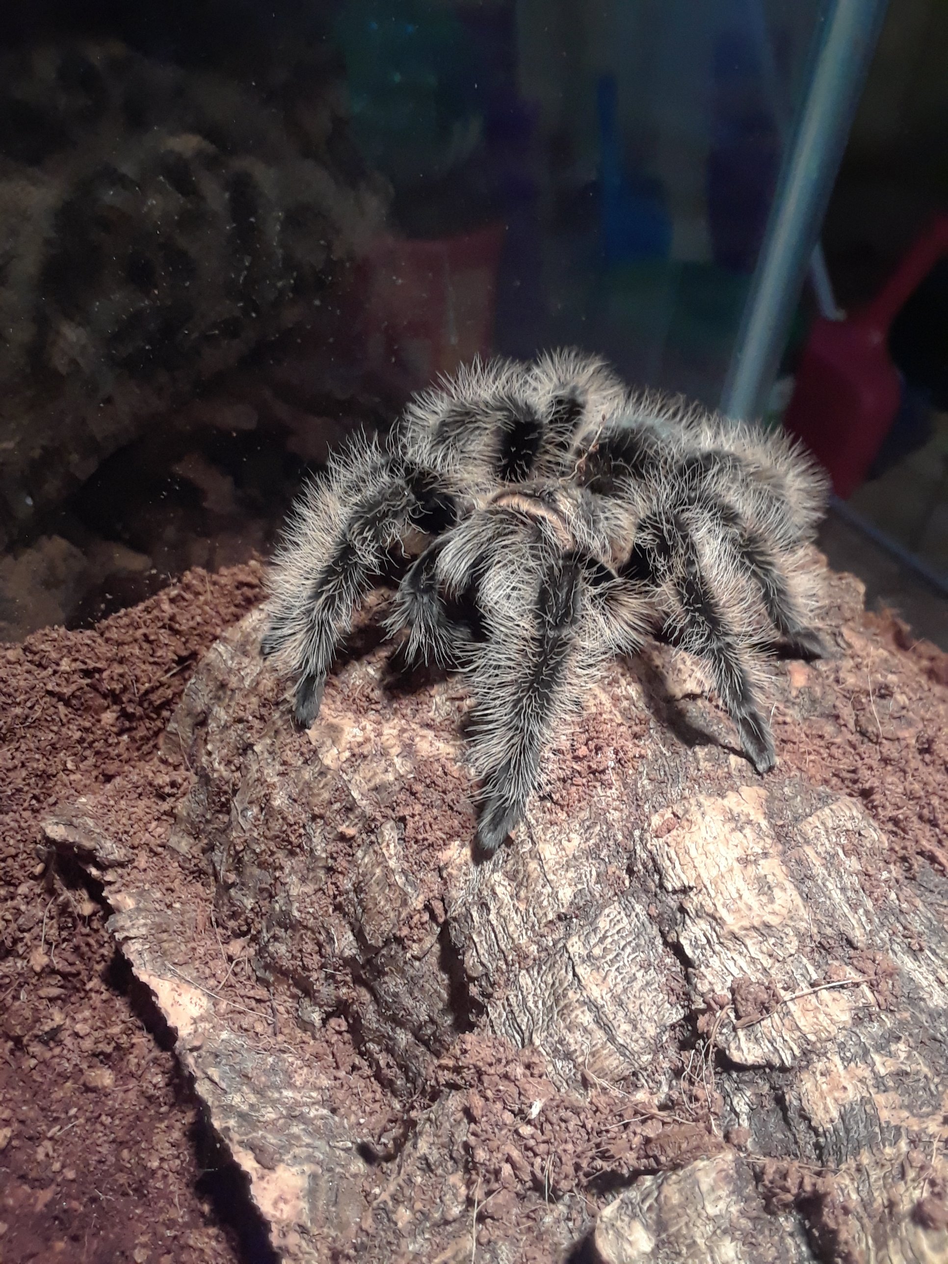 Brachypelma albopilosum