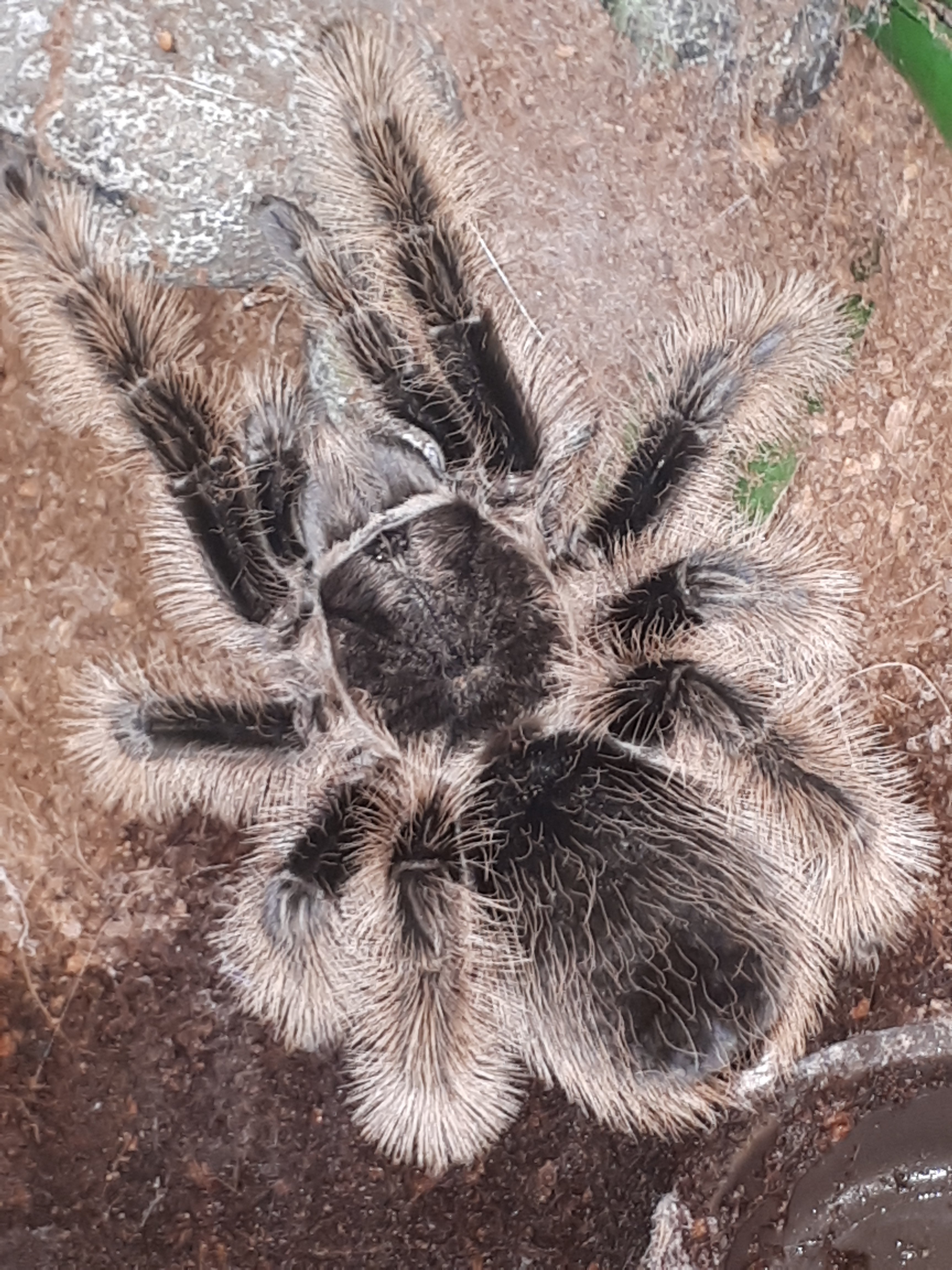 Brachypelma albopolisum (true form)