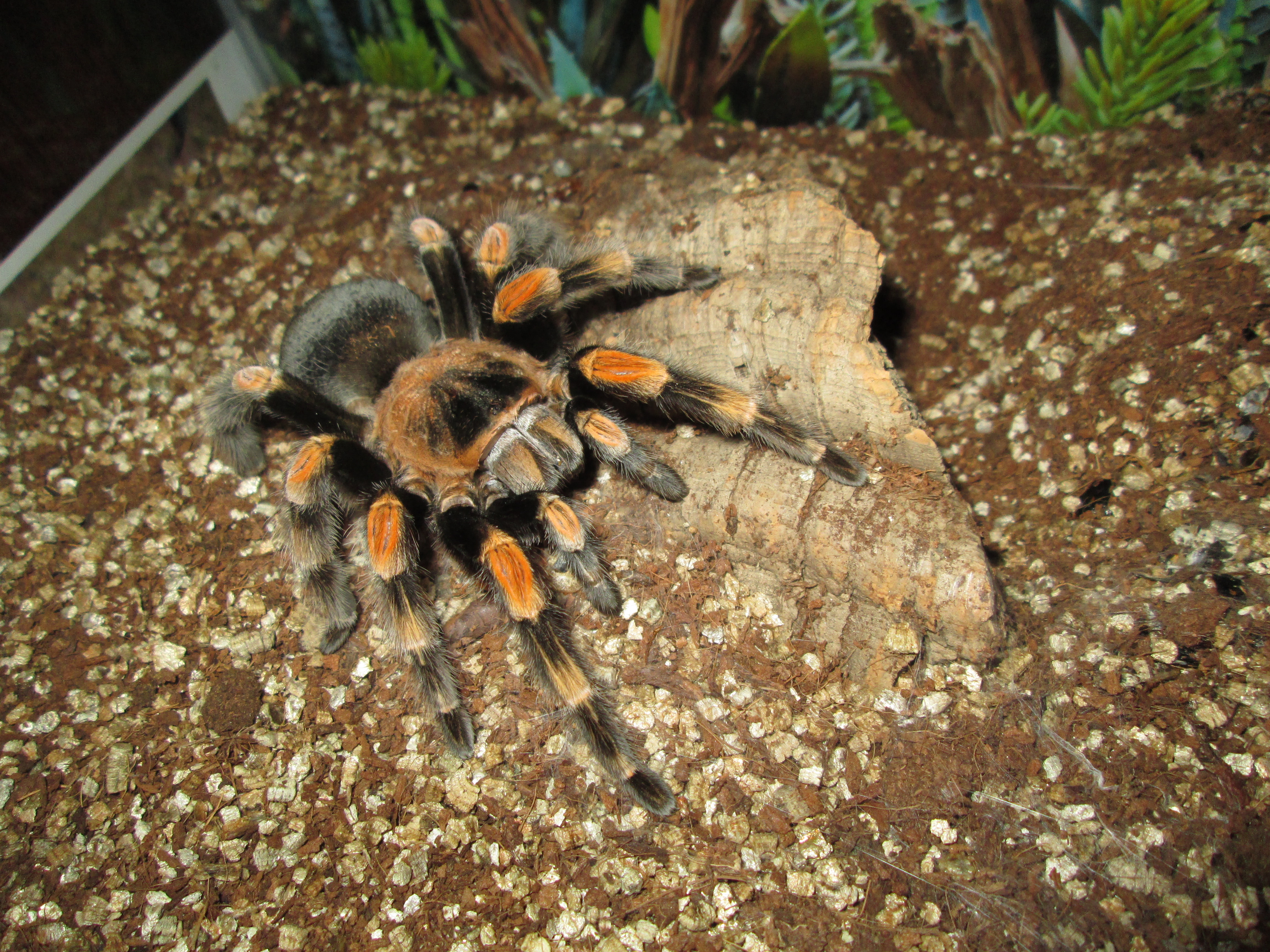 Brachypelma Annitha - Giant Red Knee