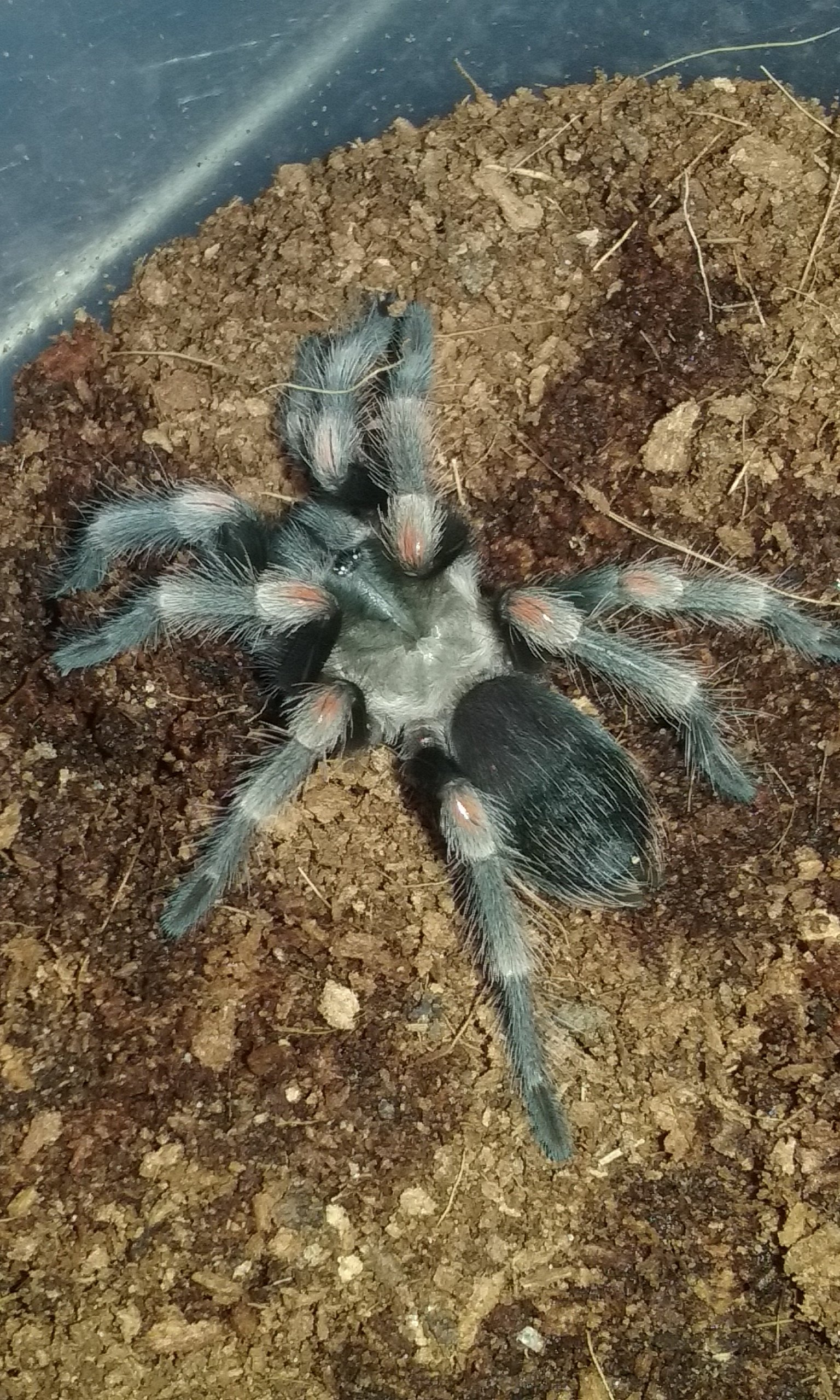 Brachypelma auratum  (flame knee)