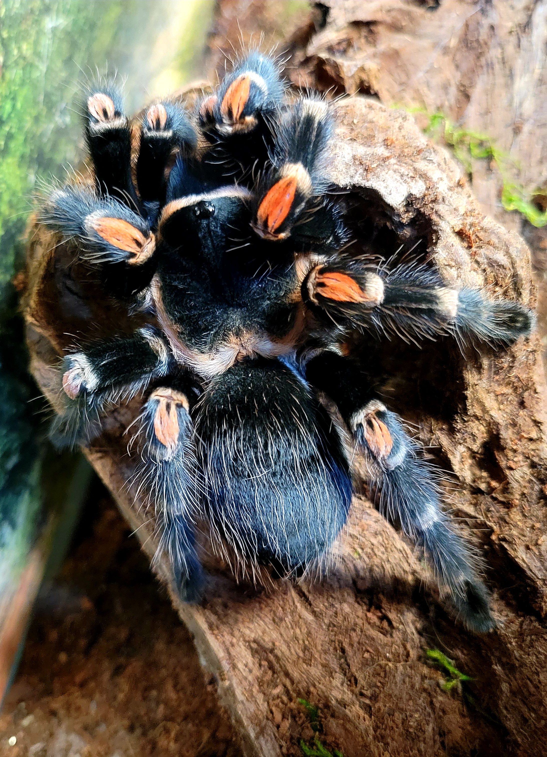 Brachypelma auratum