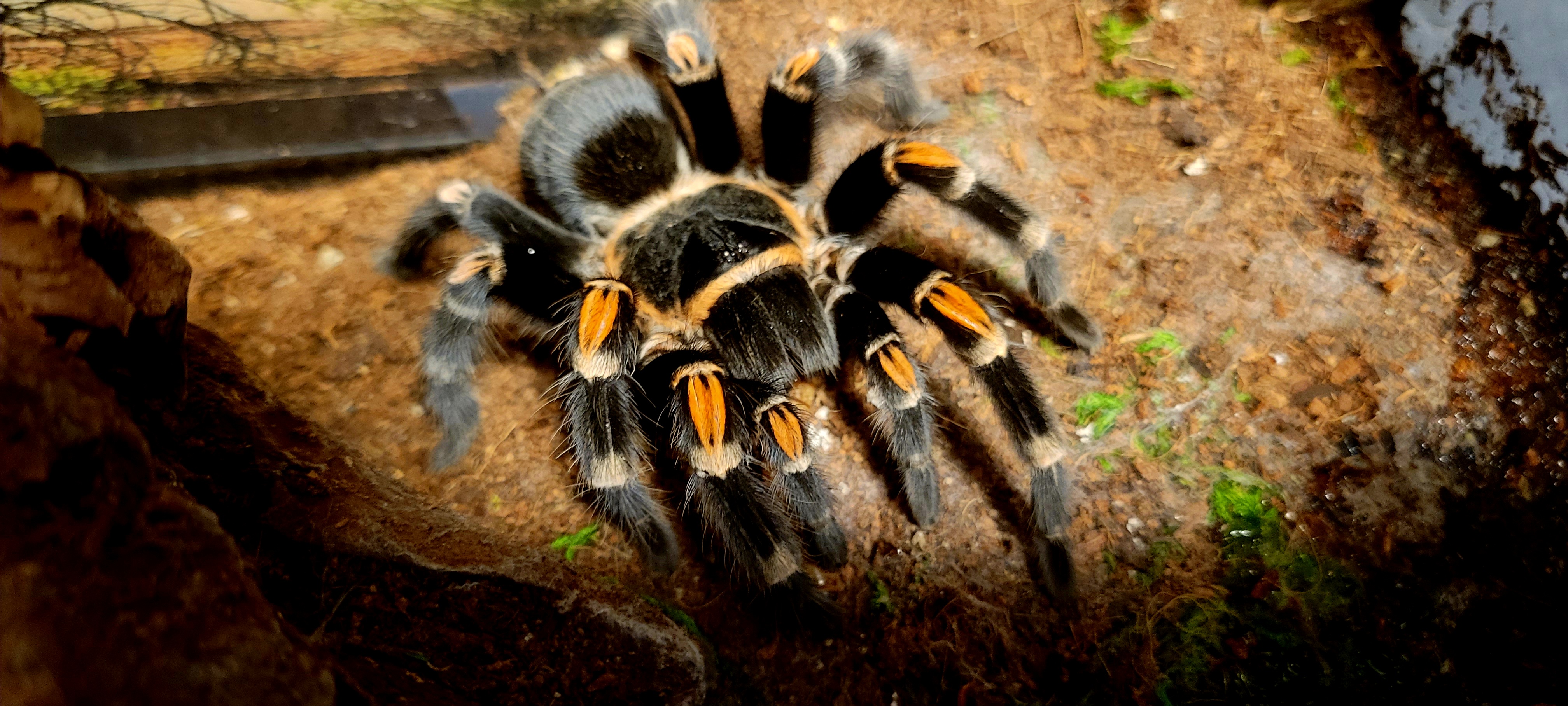 Brachypelma auratum Tarantula Forum
