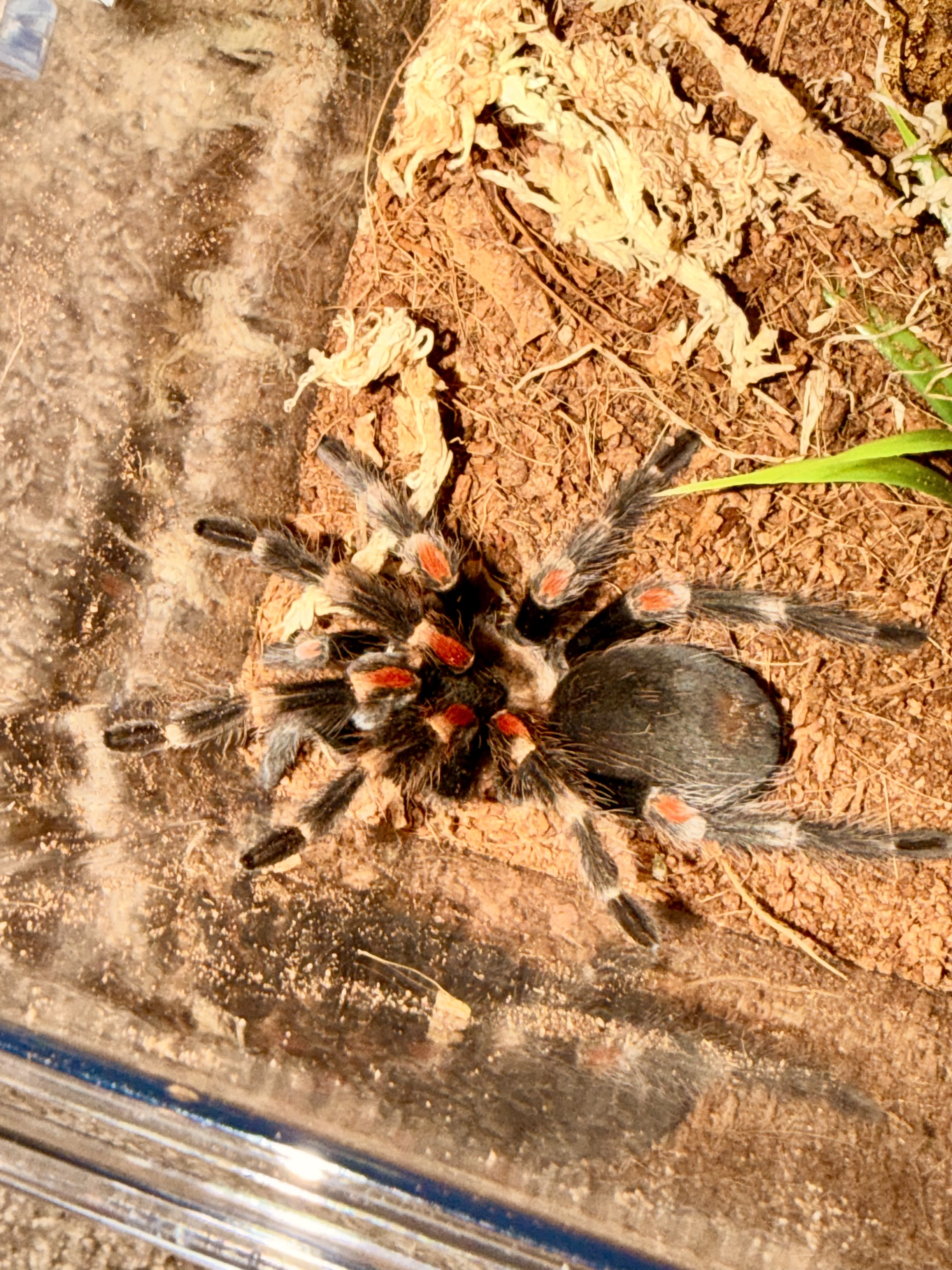 Brachypelma auratum