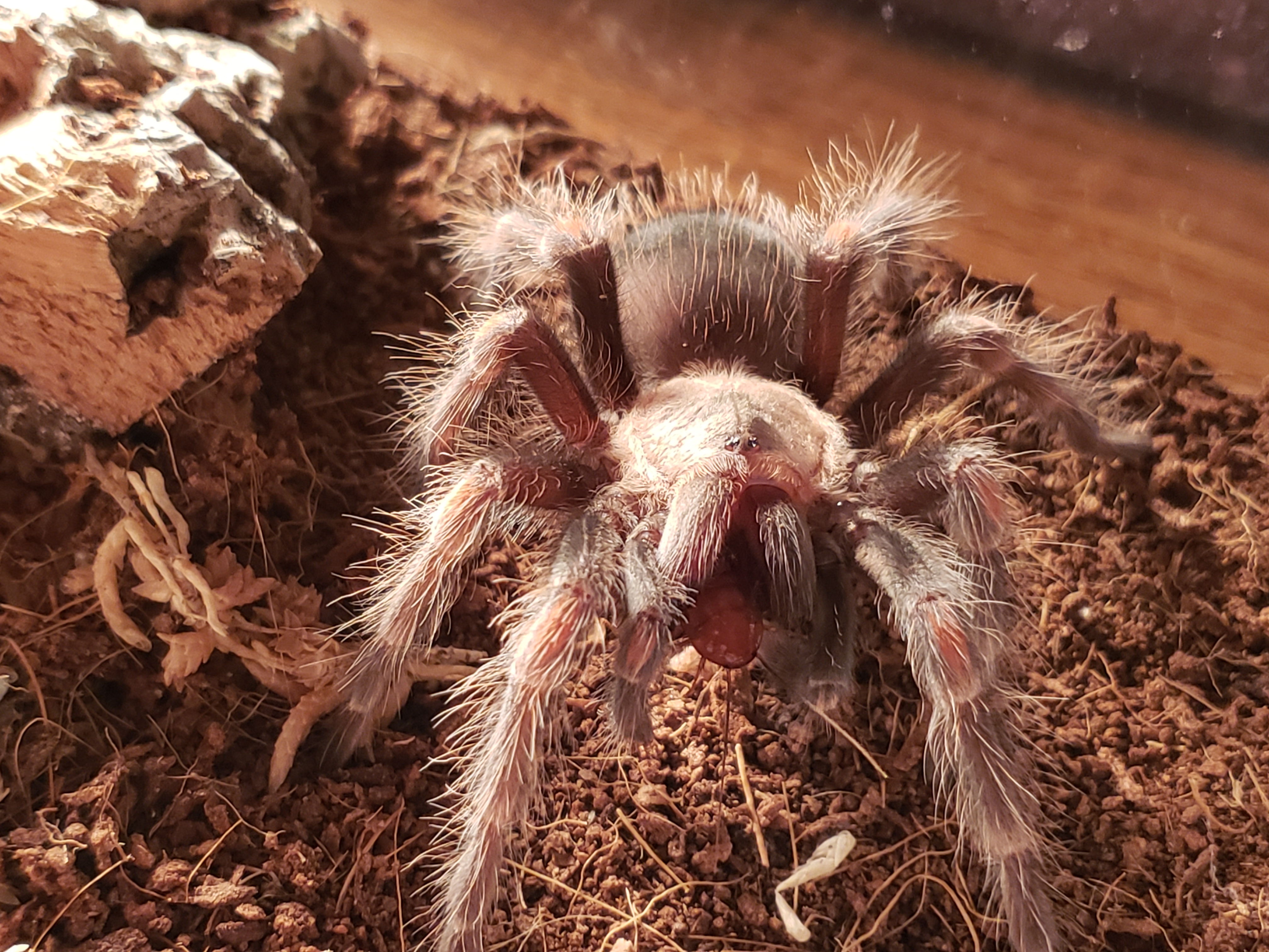 Brachypelma auratum