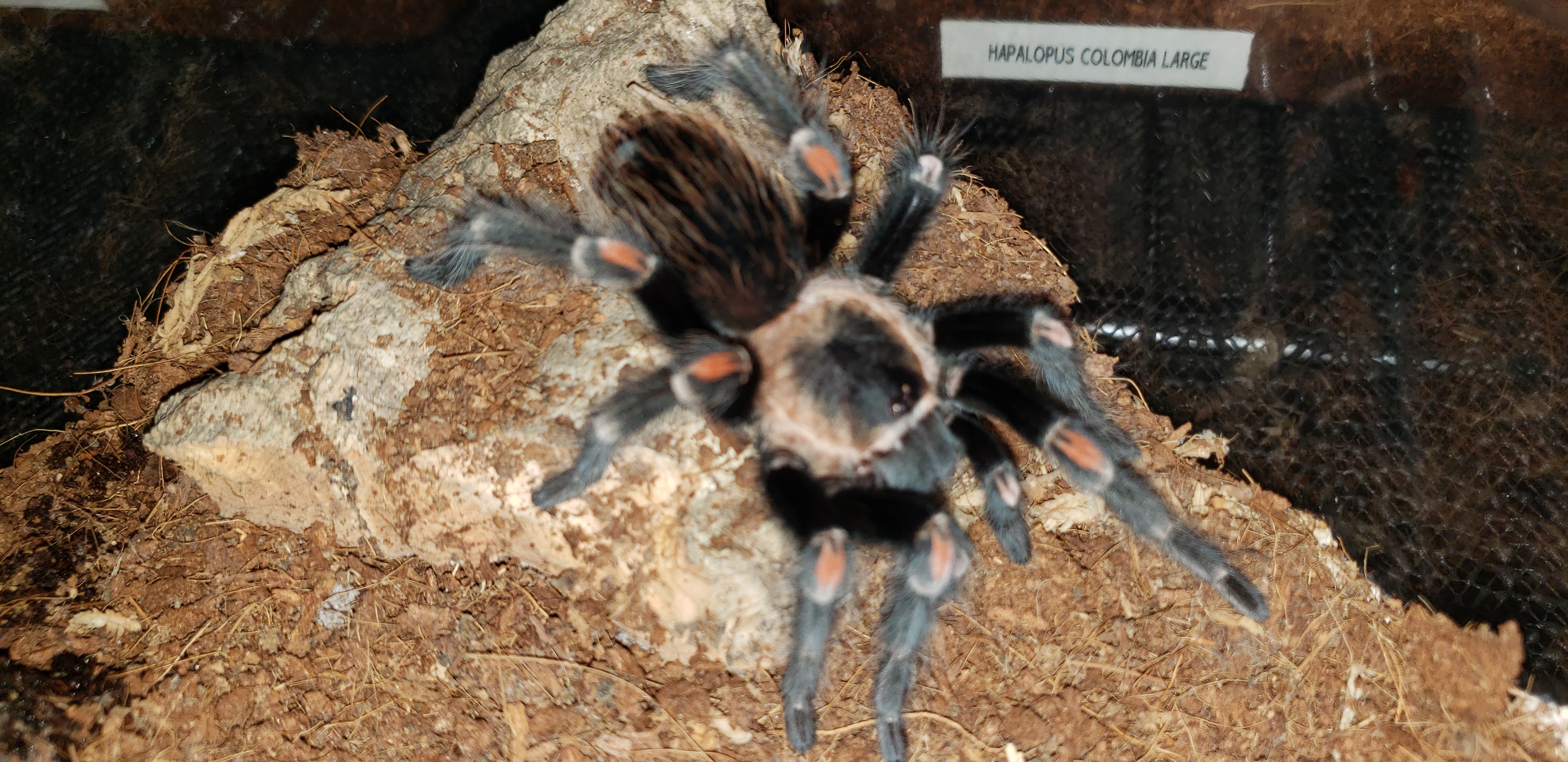 Brachypelma auratum