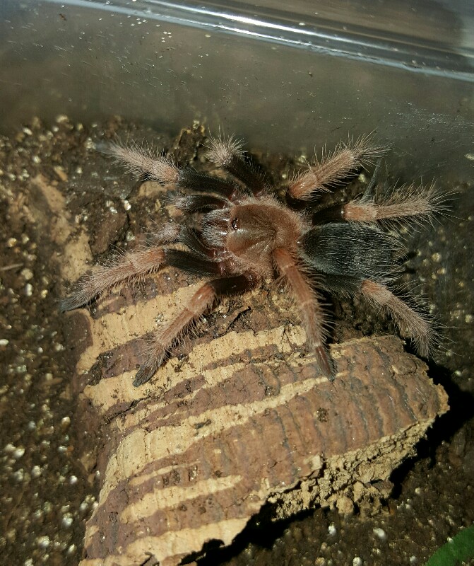 Brachypelma baumgarteni #2