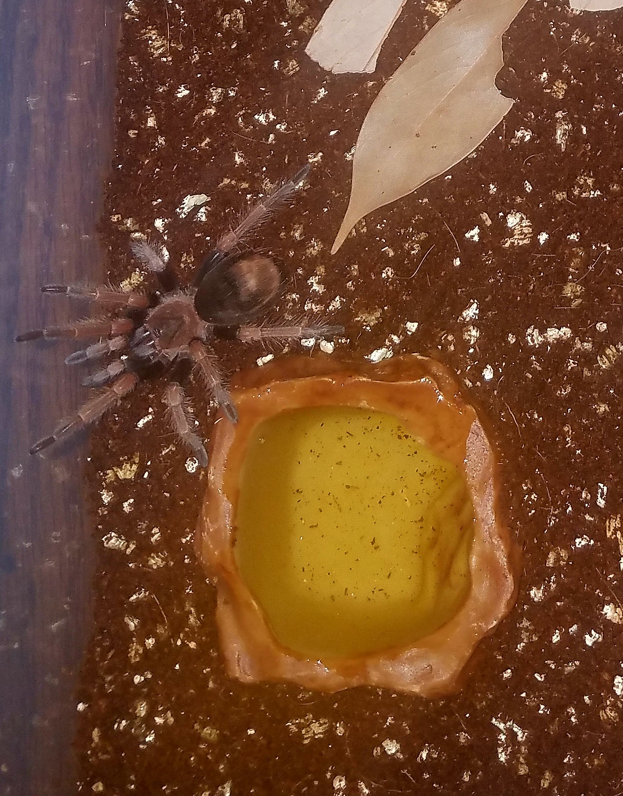 Brachypelma baumgarteni