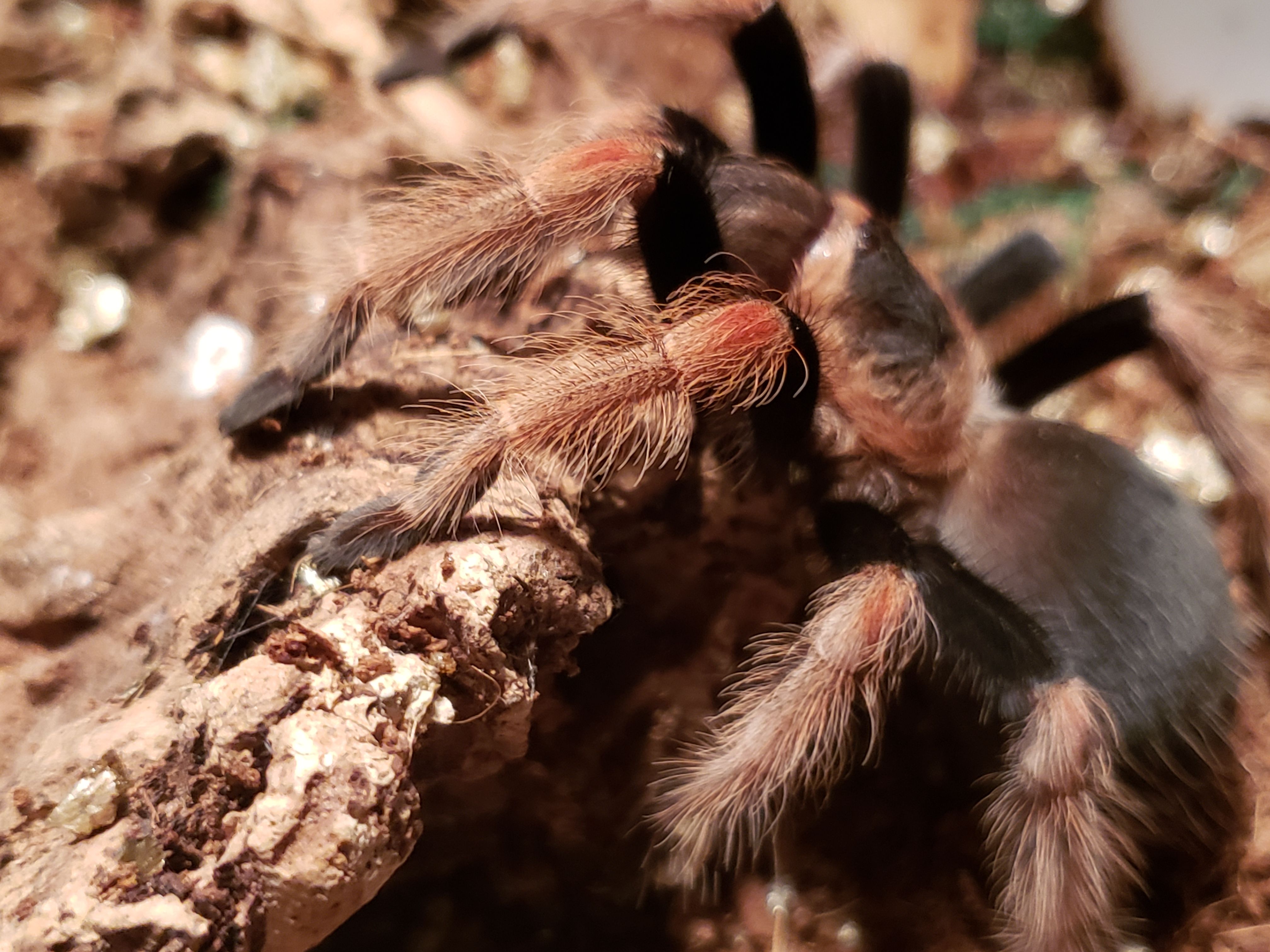 Brachypelma baumgarteni