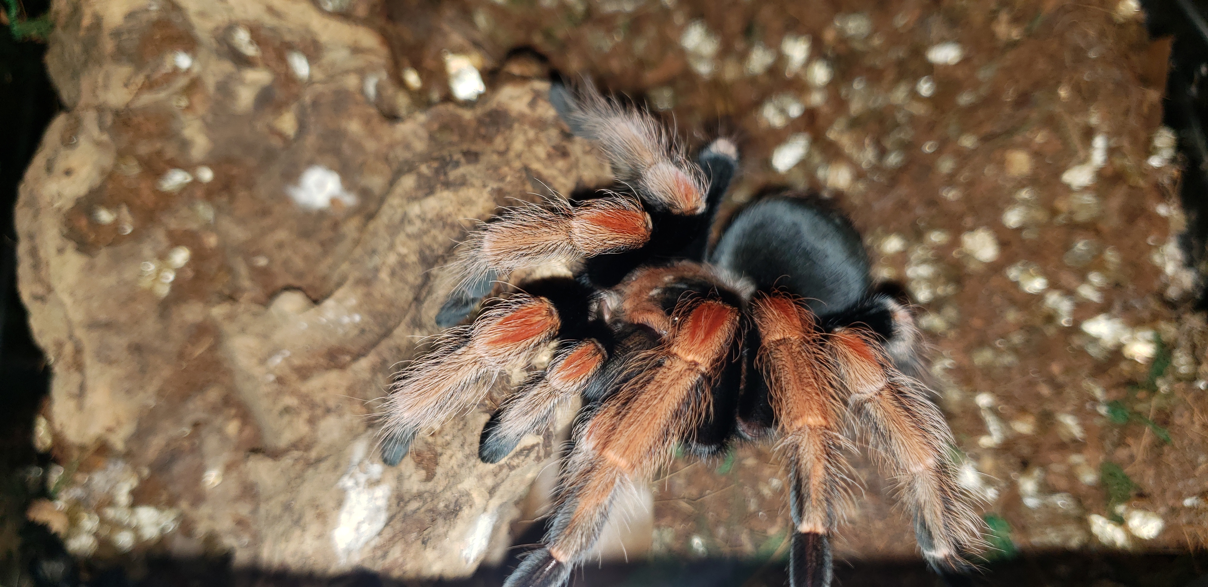 Brachypelma baumgarteni