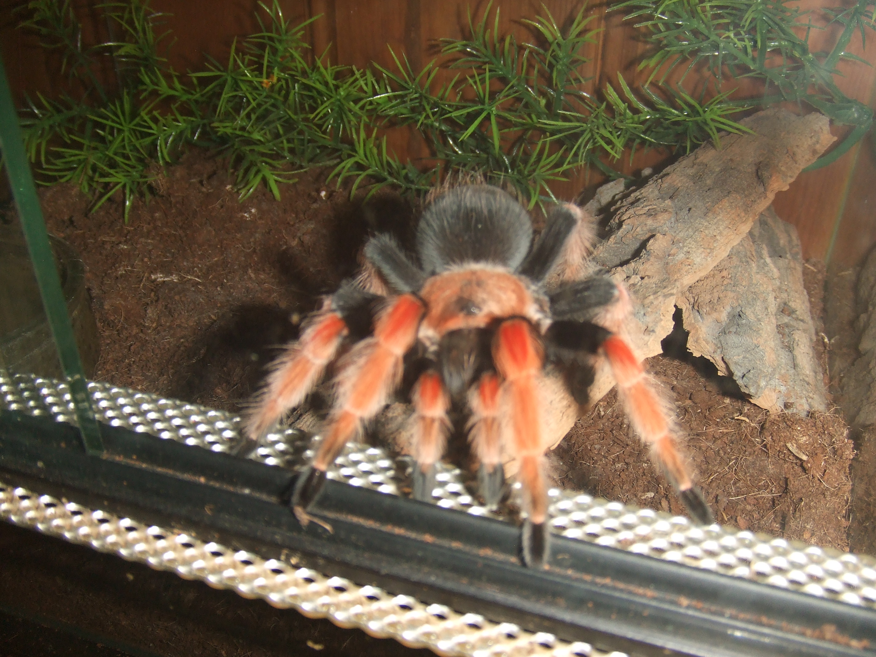 Brachypelma boehmei - Pachuca