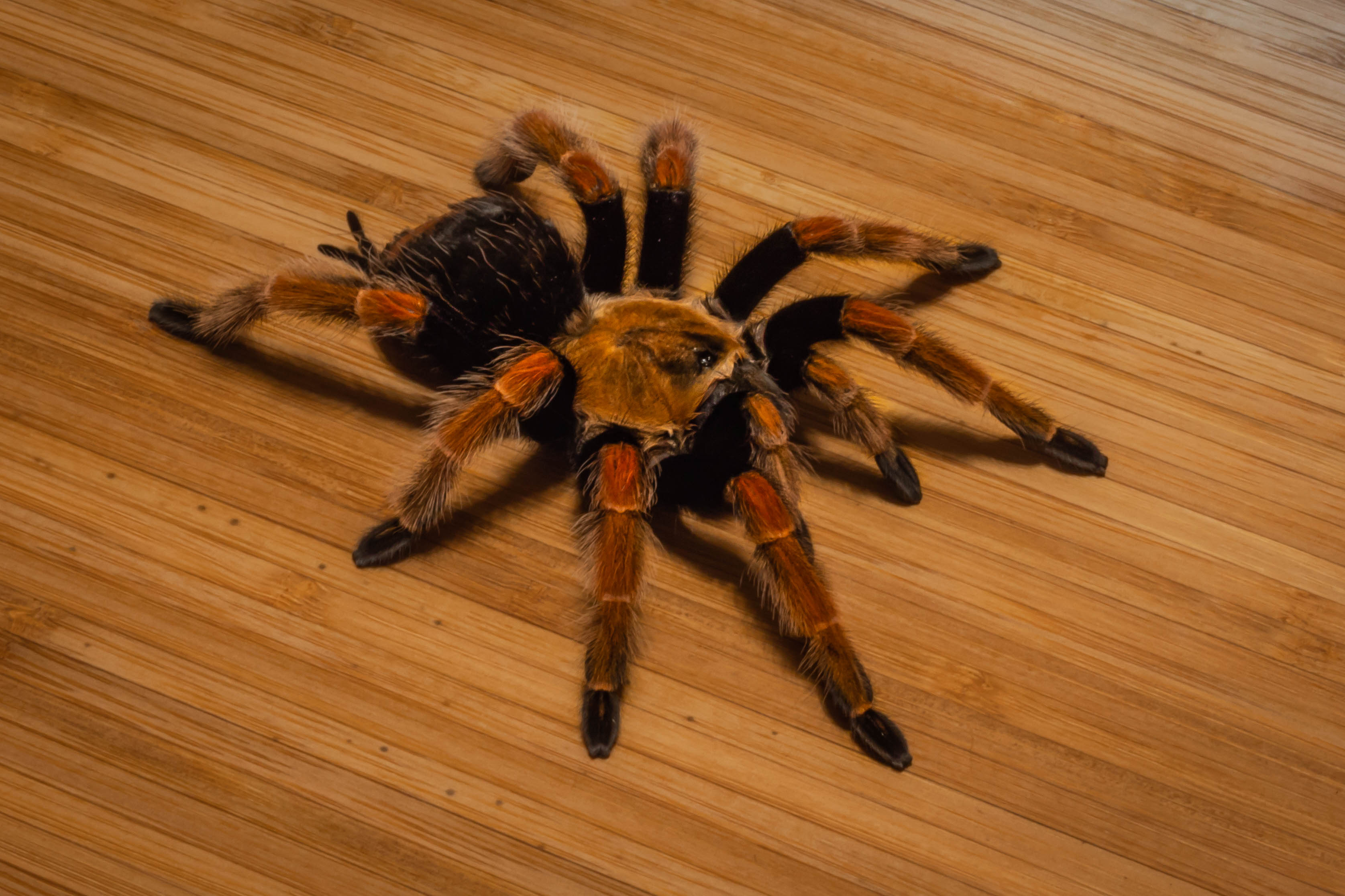 Brachypelma boehmei "Scarlet"