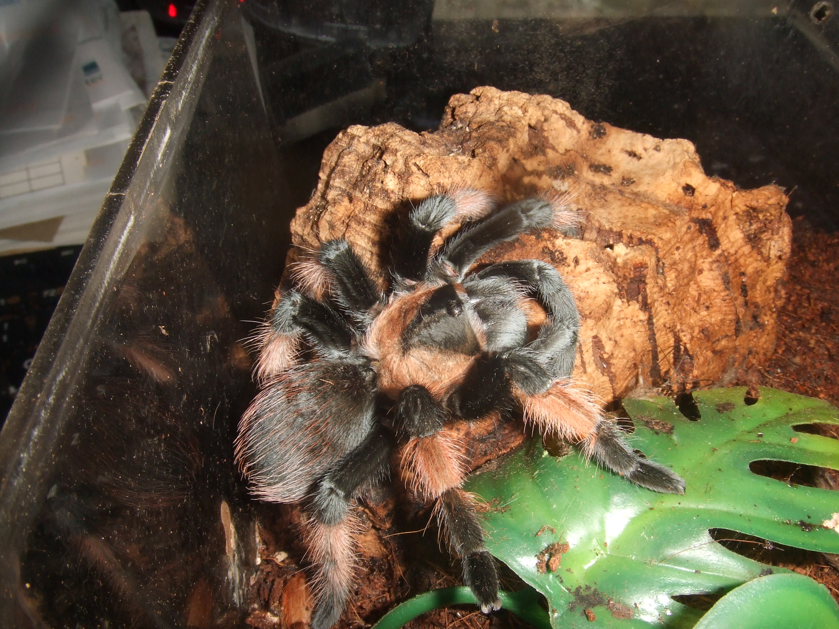 Brachypelma emilia - Chiquito