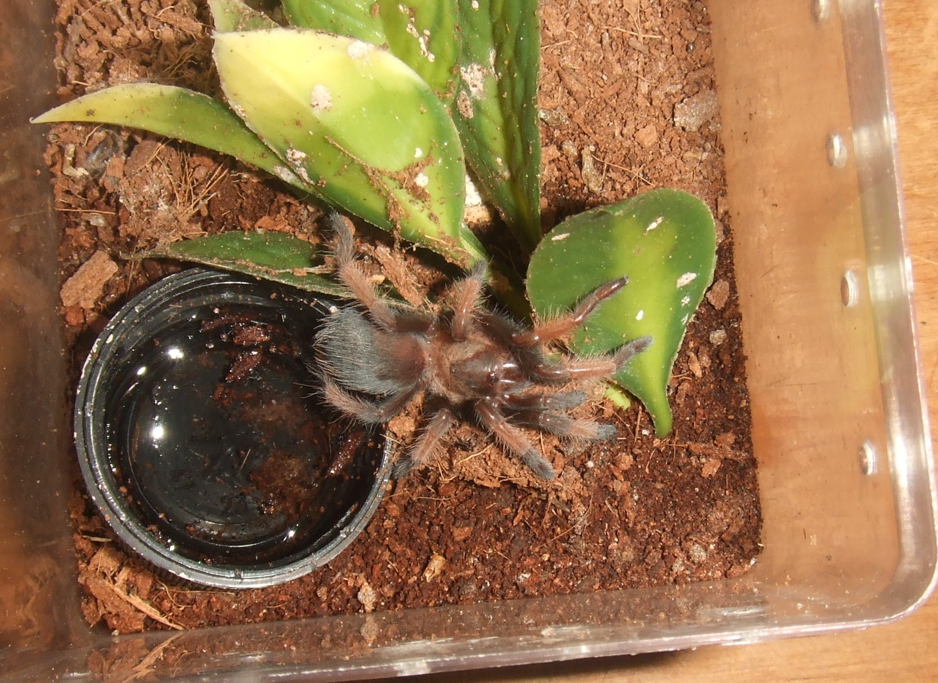 Brachypelma emilia - Chiquito