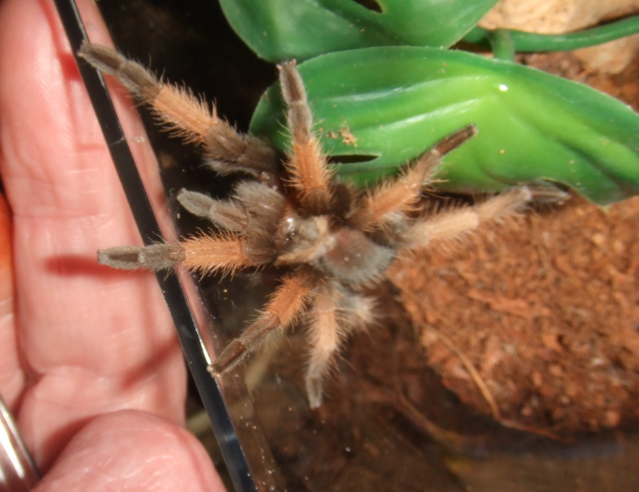 Brachypelma emilia - Chiquito