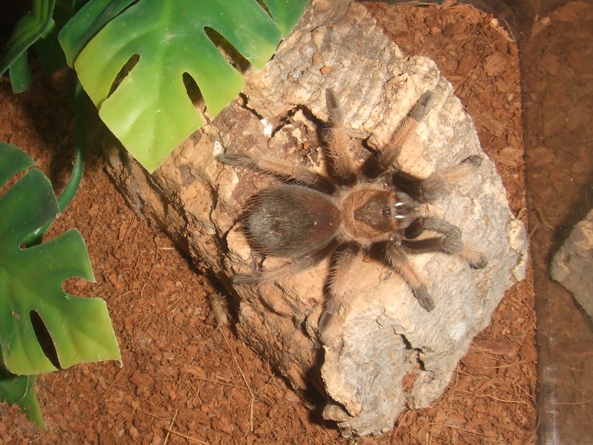 Brachypelma emilia - Chiquito