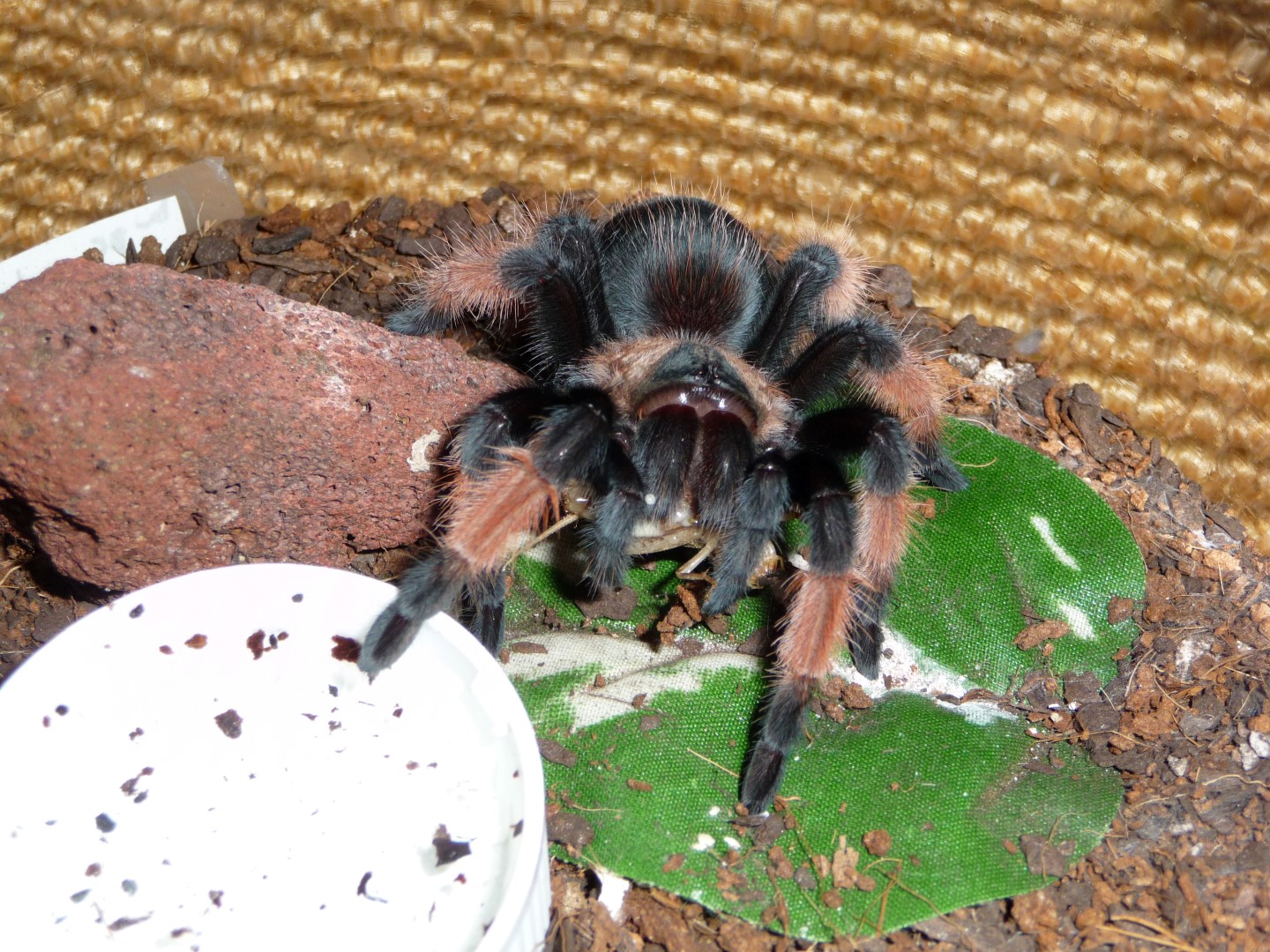 Brachypelma emilia; DLS 2.5"; molt date 5-21-17