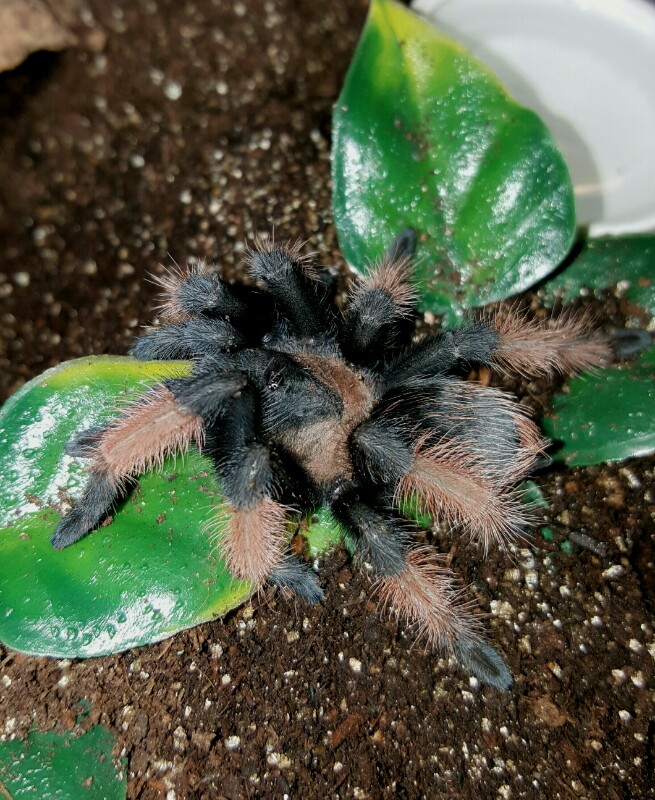 Brachypelma emilia - Female