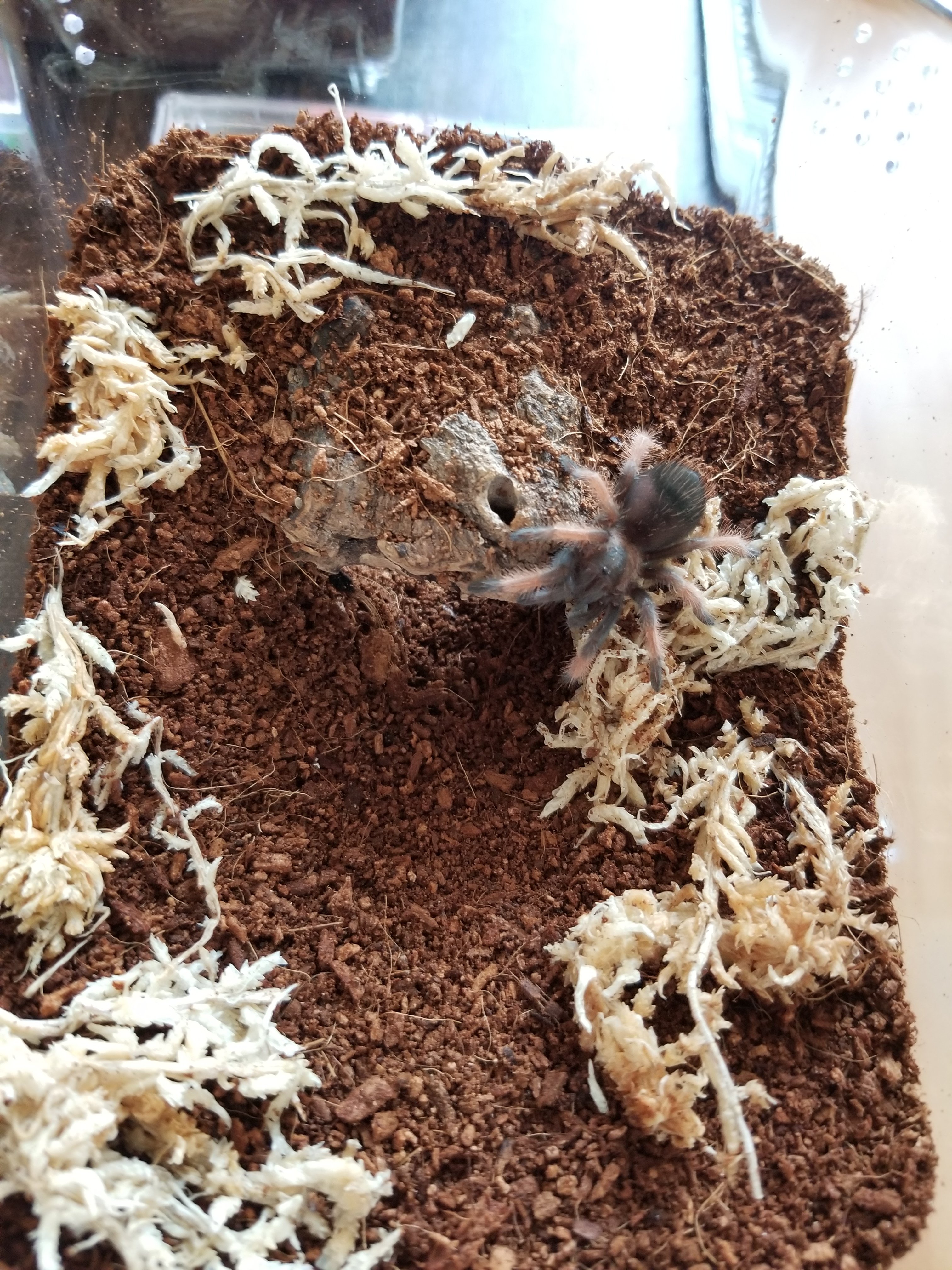 Brachypelma emilia