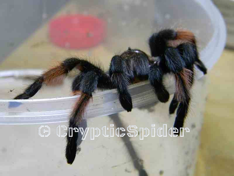 Brachypelma emilia