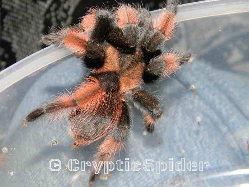 Brachypelma emilia