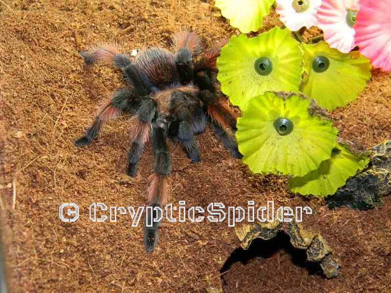 Brachypelma emilia