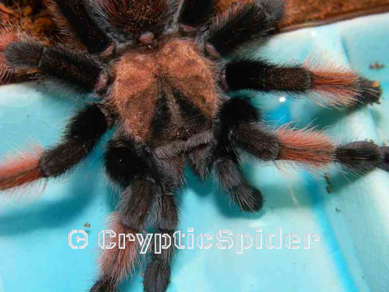 Brachypelma emilia