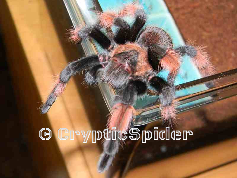 Brachypelma emilia