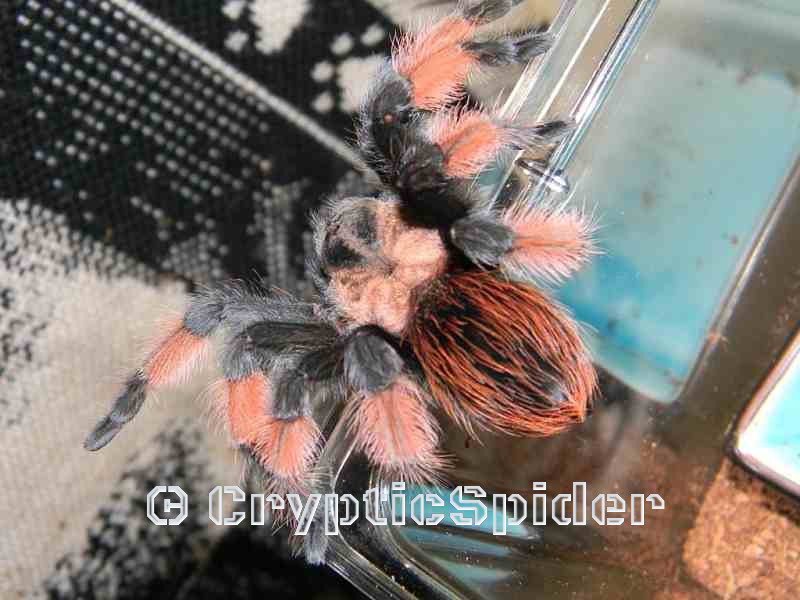 Brachypelma emilia