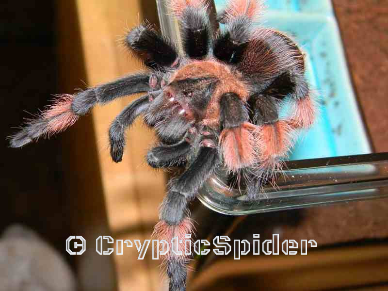 Brachypelma emilia