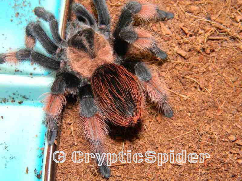 Brachypelma emilia