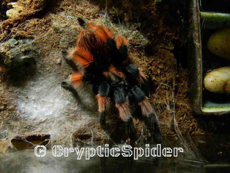 Brachypelma emilia