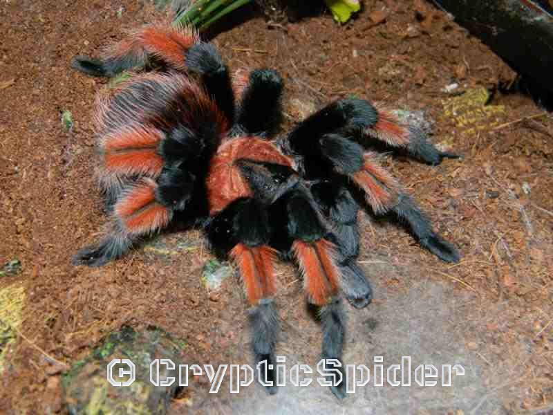 Brachypelma emilia