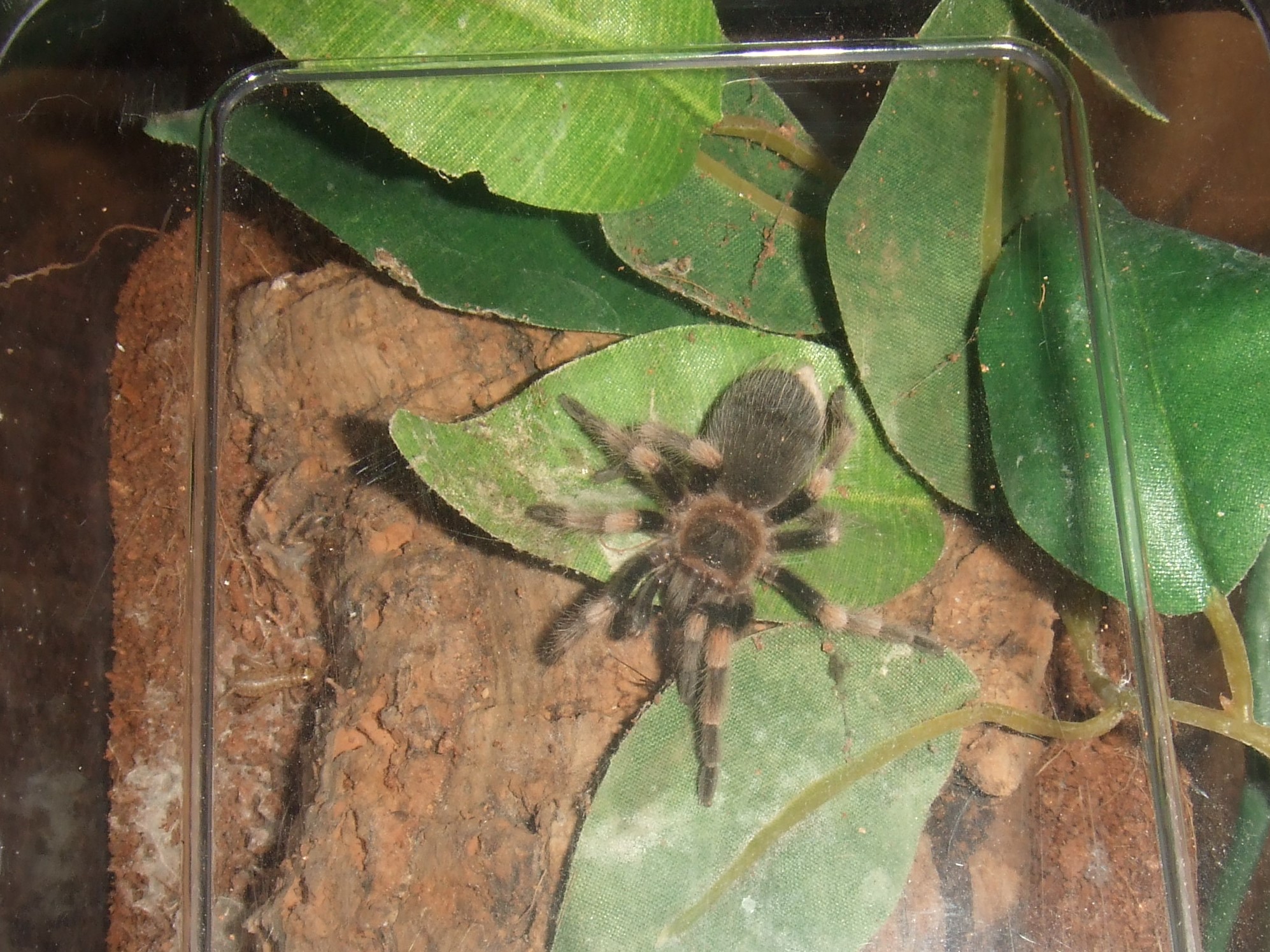 Brachypelma hamorii - Nevado