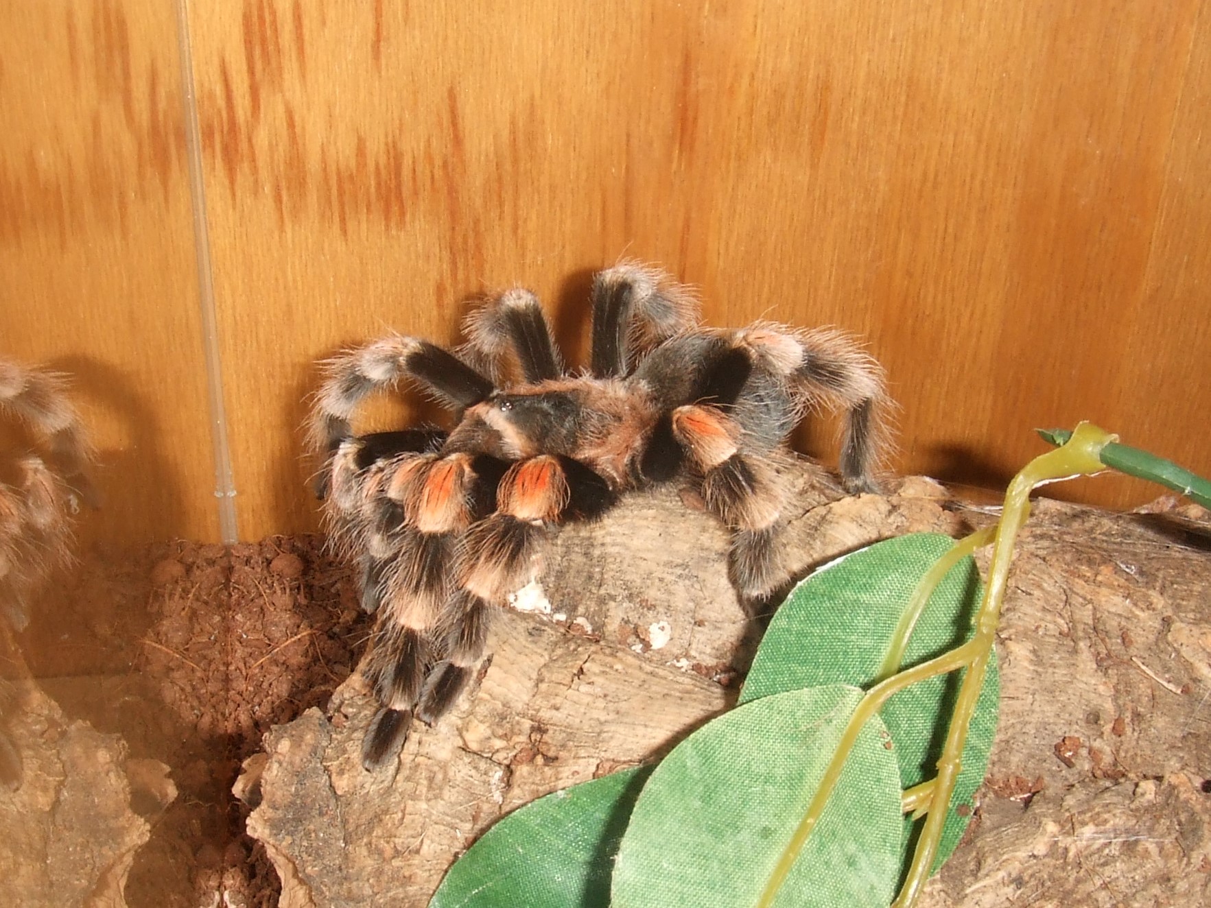 Brachypelma hamorii - Pico