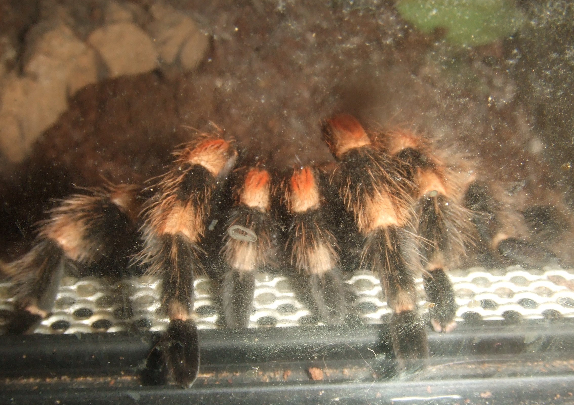 Brachypelma hamorii - Pico