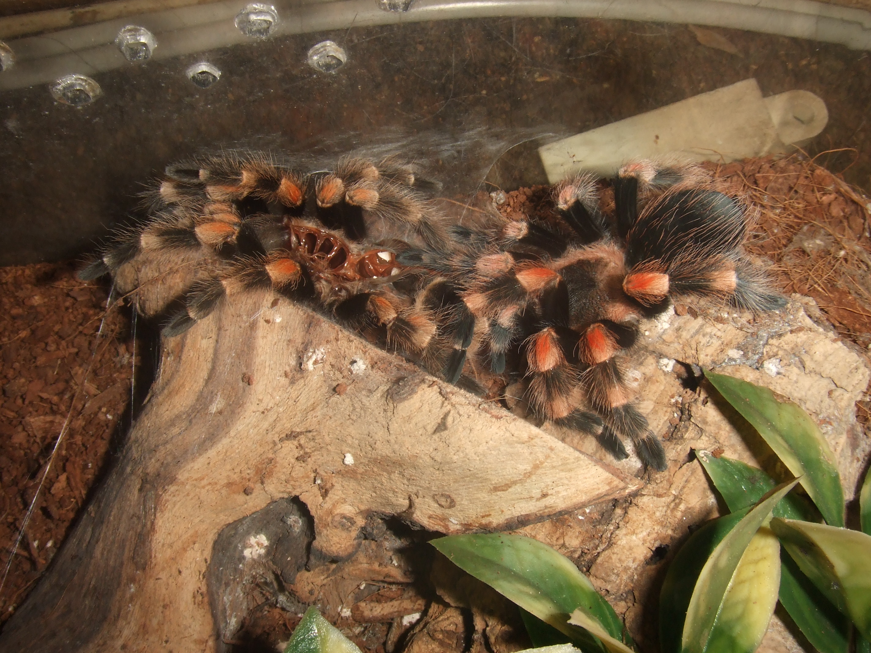 Brachypelma hamorii - Pico