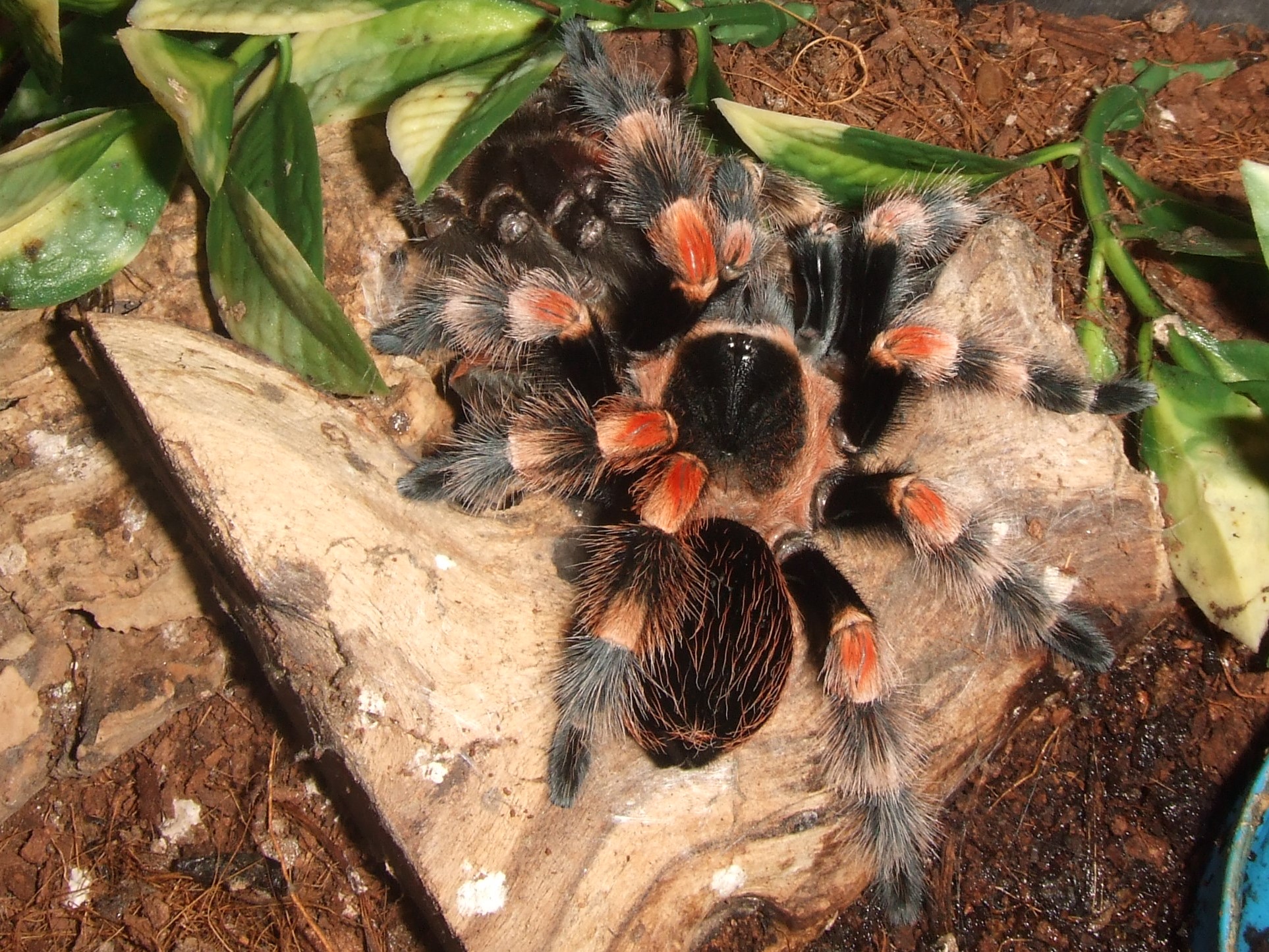 Brachypelma hamorii - Pico