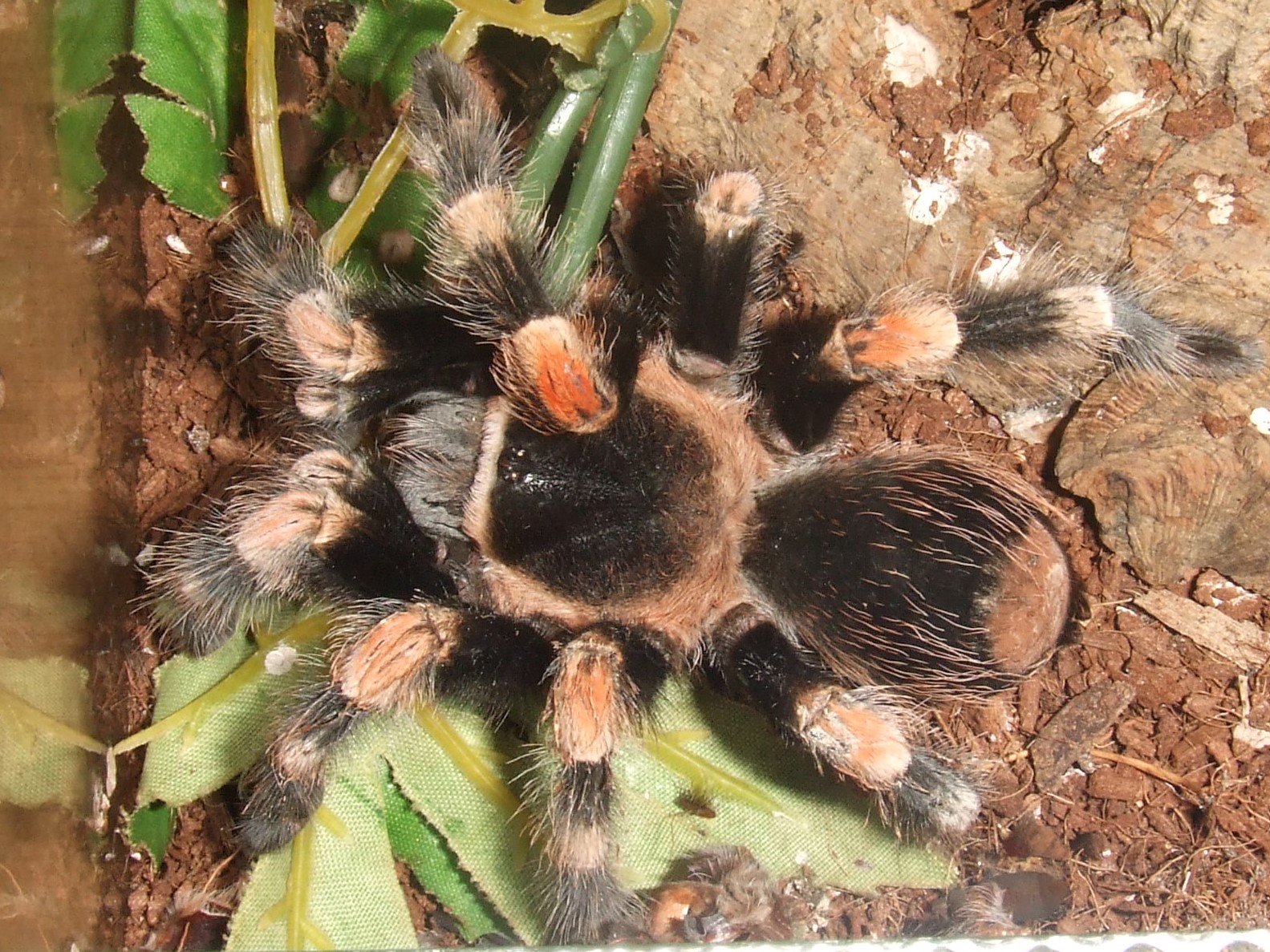 Brachypelma hamorii - Popo