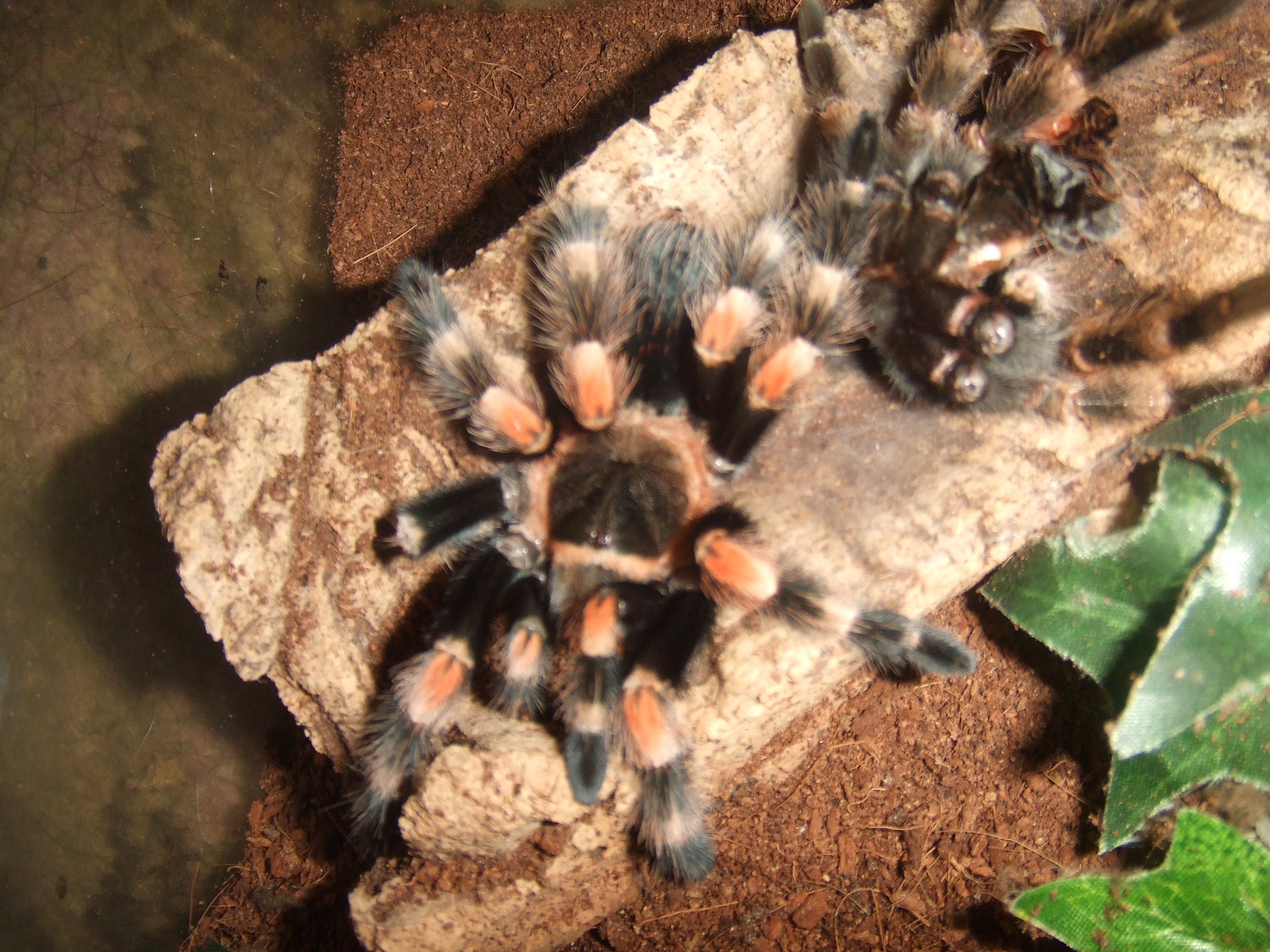 Brachypelma hamorii - Popo