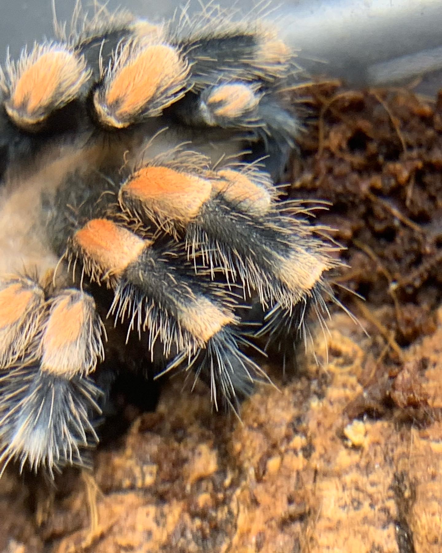 Brachypelma hamorii